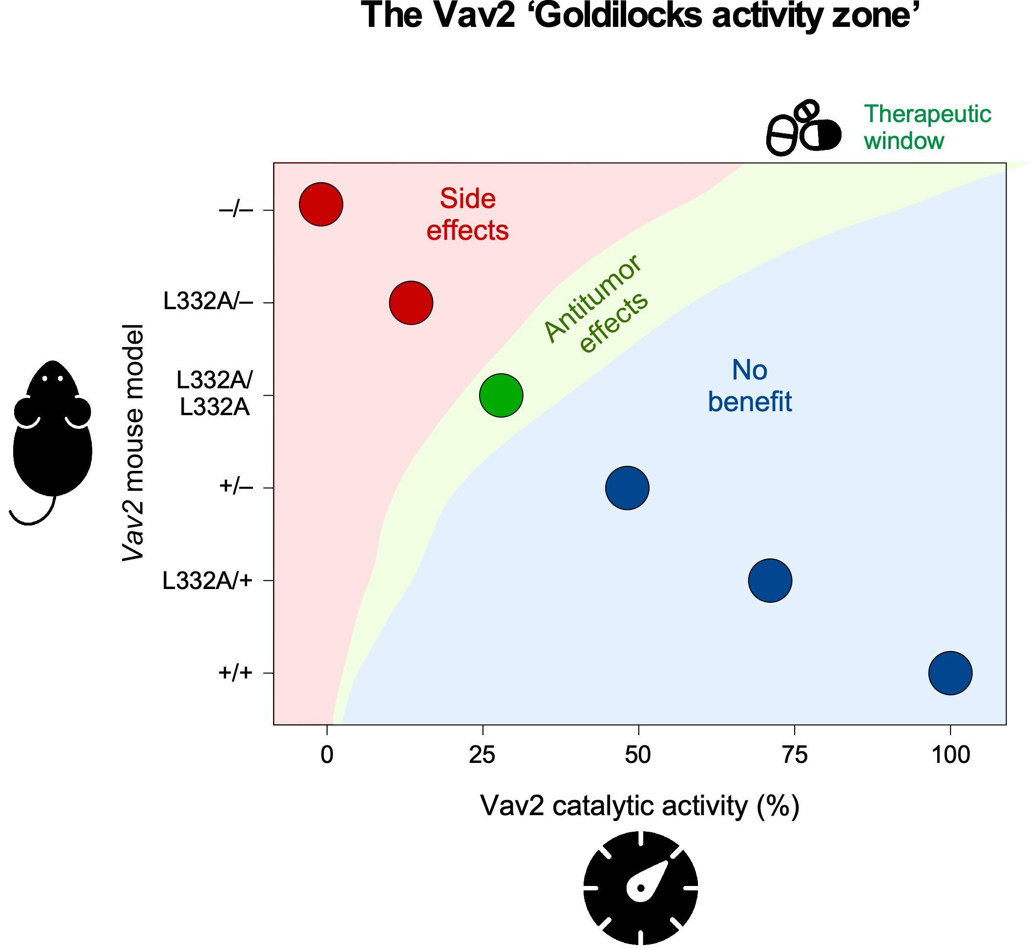 Preclinical validation of the therapeutic value of a Rho GTPase activator using a “pharmaco-mimetic” mouse model