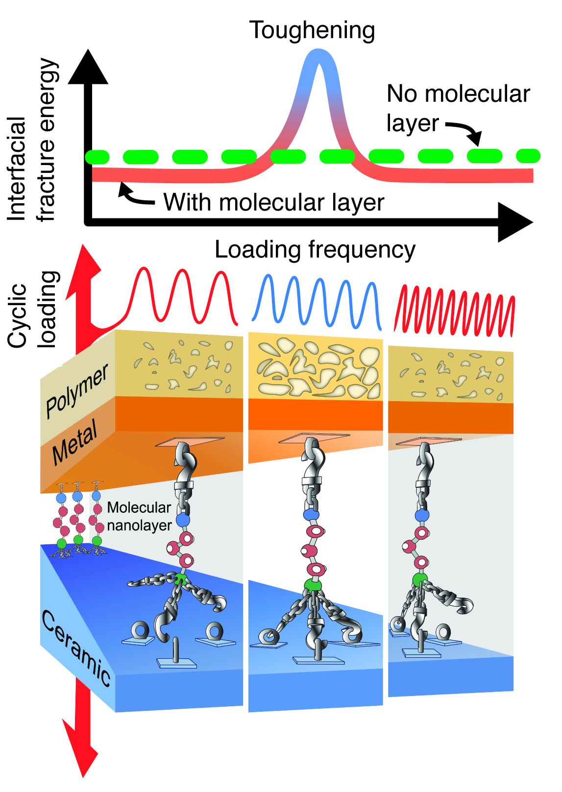 Frequency-tunable toughening in a polymer-metal-ceramic stack using an interfacial molecular nanolayer