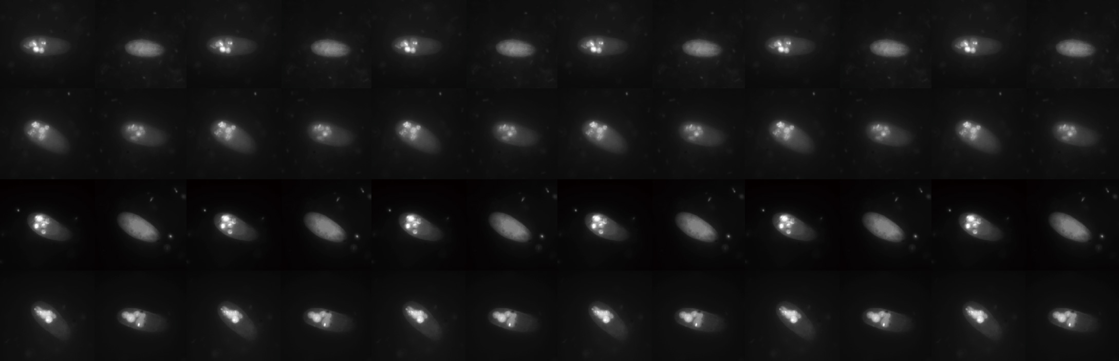 The "clever" bacteria escaping from predation