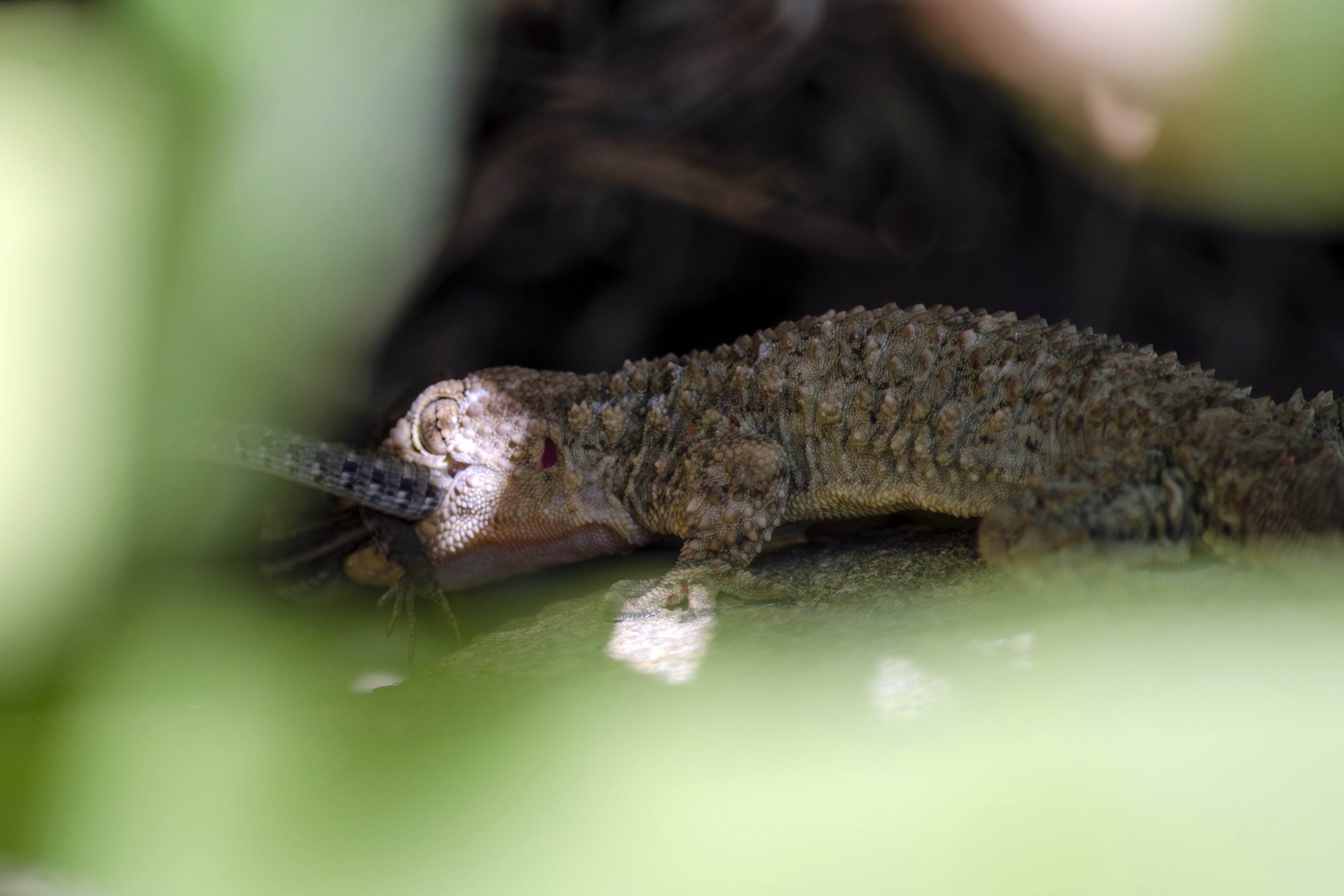 First observation of Moorish Gecko Tarentola mauritanica predating the Common Wall Lizard Podarcis muralis in France🦎