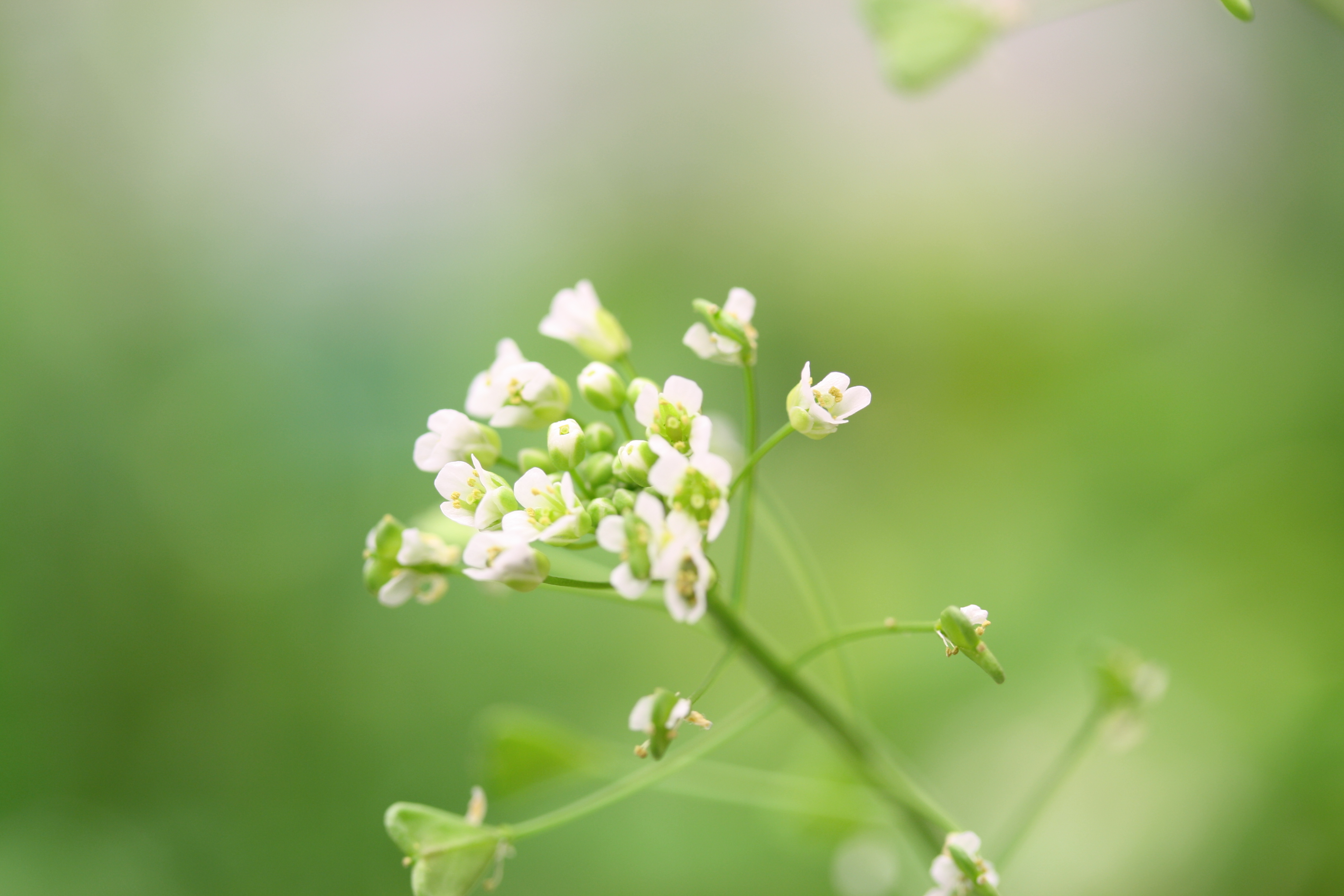When do polyploidy and self-compatibility go hand in hand?