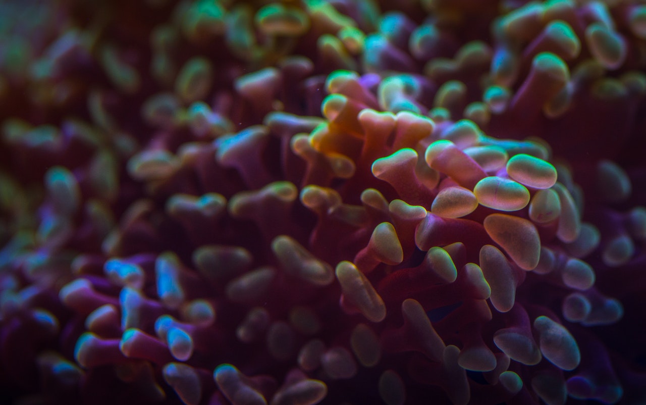 Adaptive Response of Bacterial Quorum Sensing