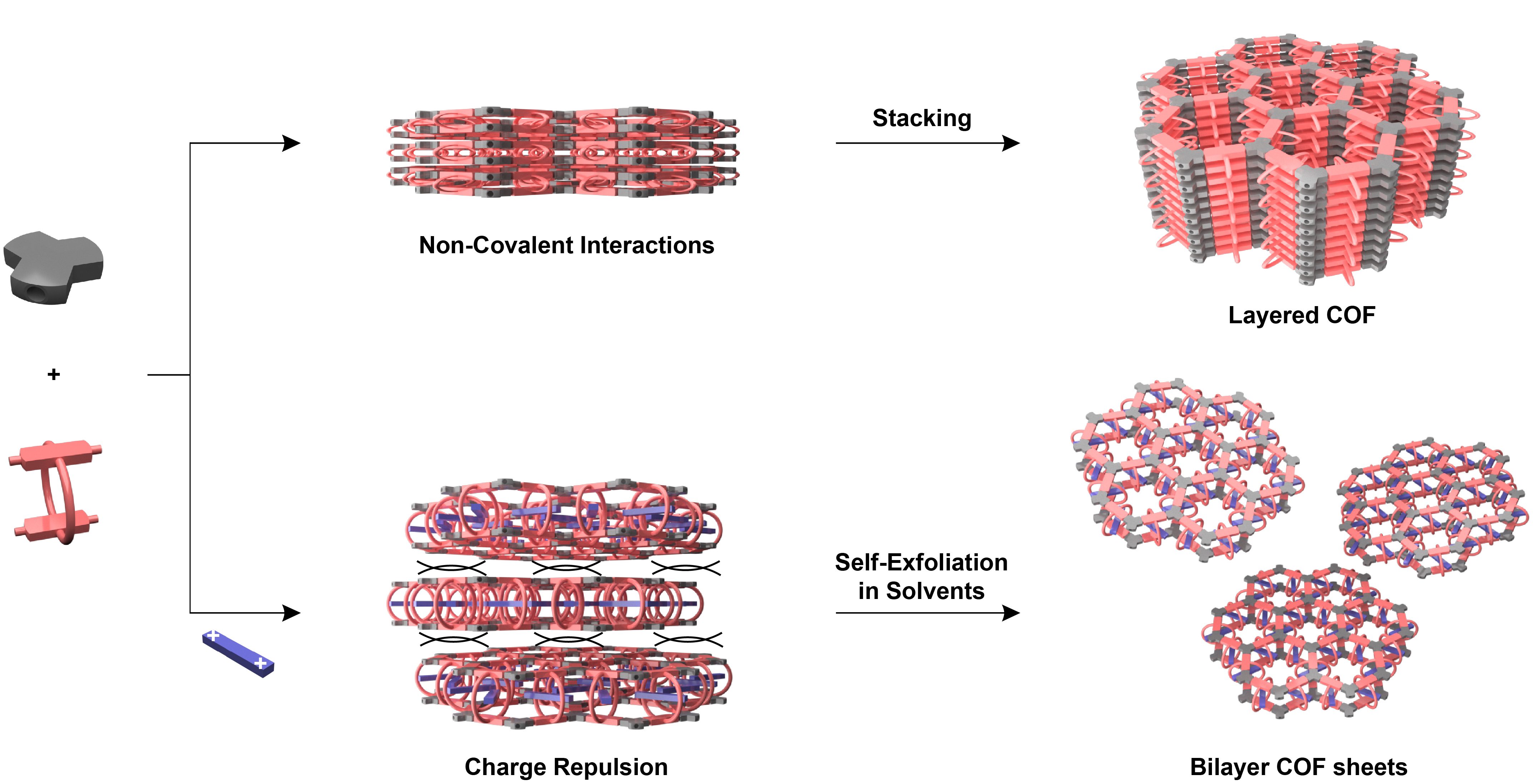 Precise Exfoliation of Covalent Organic Framework Monolayers and Bilayers