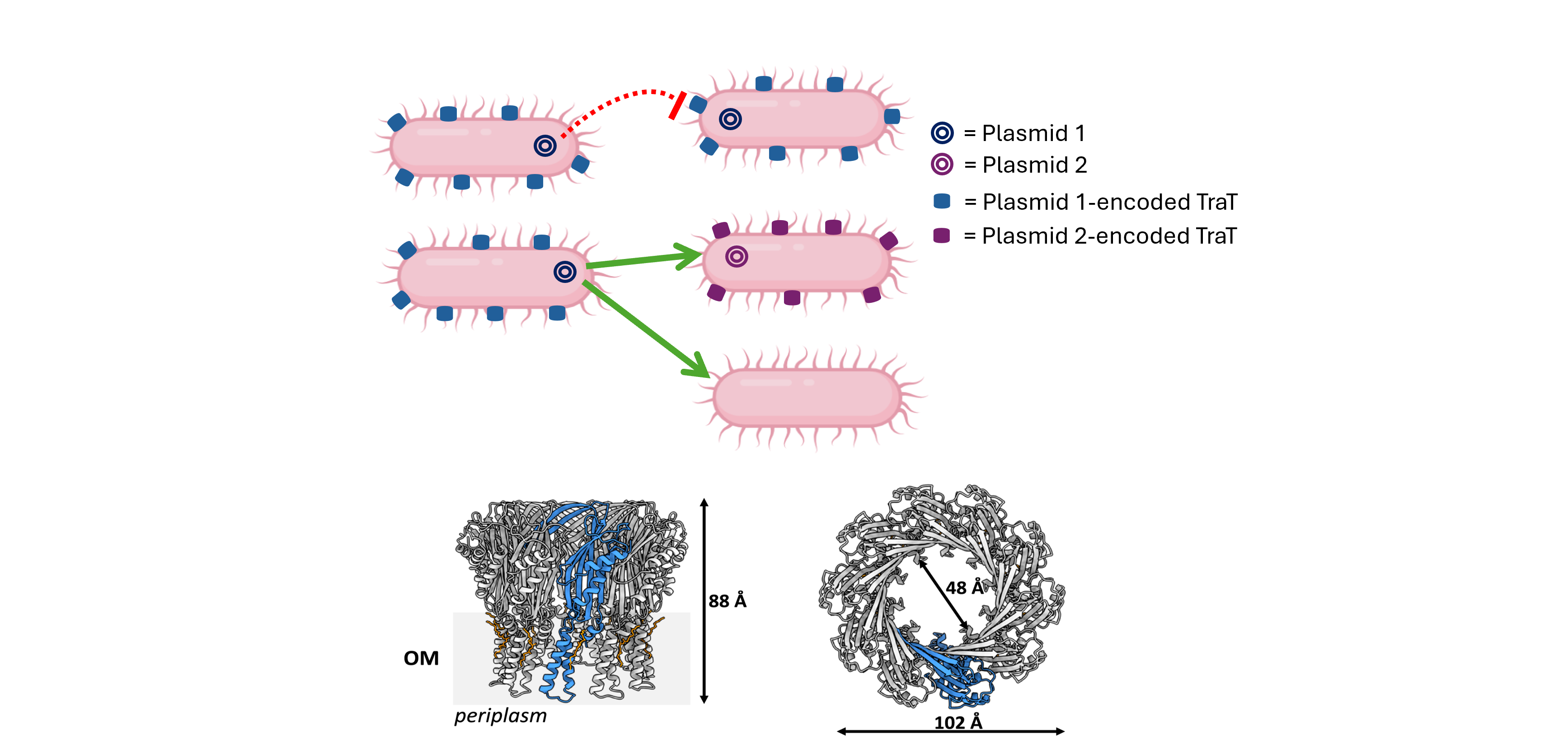 The structure of the bacterial surface exclusion protein TraT  