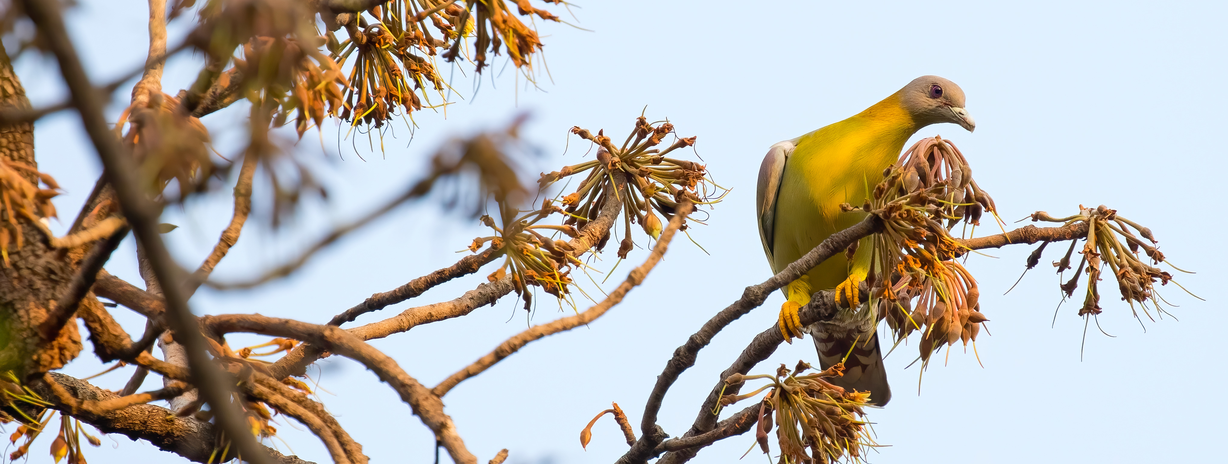 Wild birds inspect food objects asymmetrically and this helps them to feed efficiently