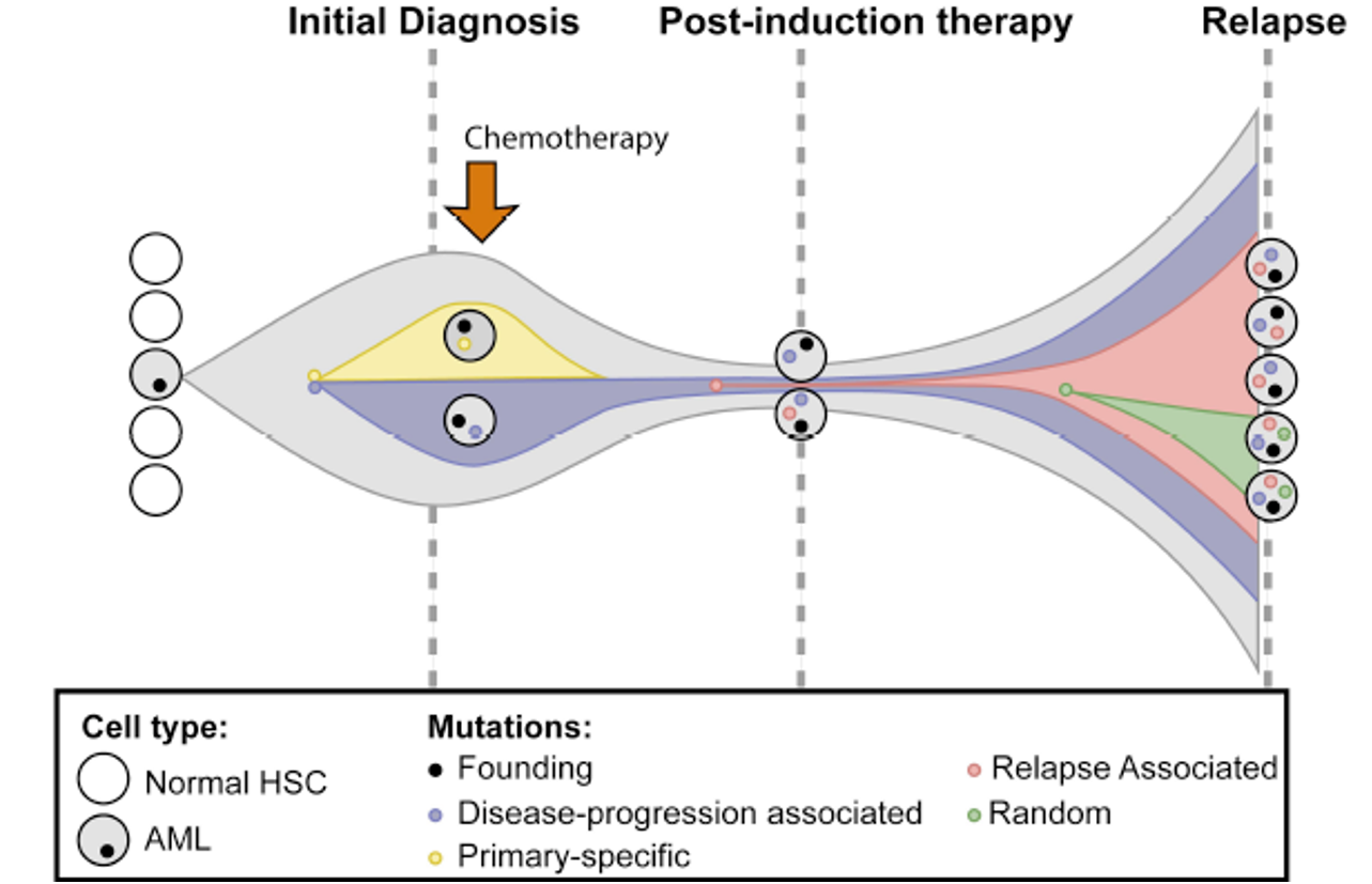 Issue highlights: blood cancers and liquid biopsy research