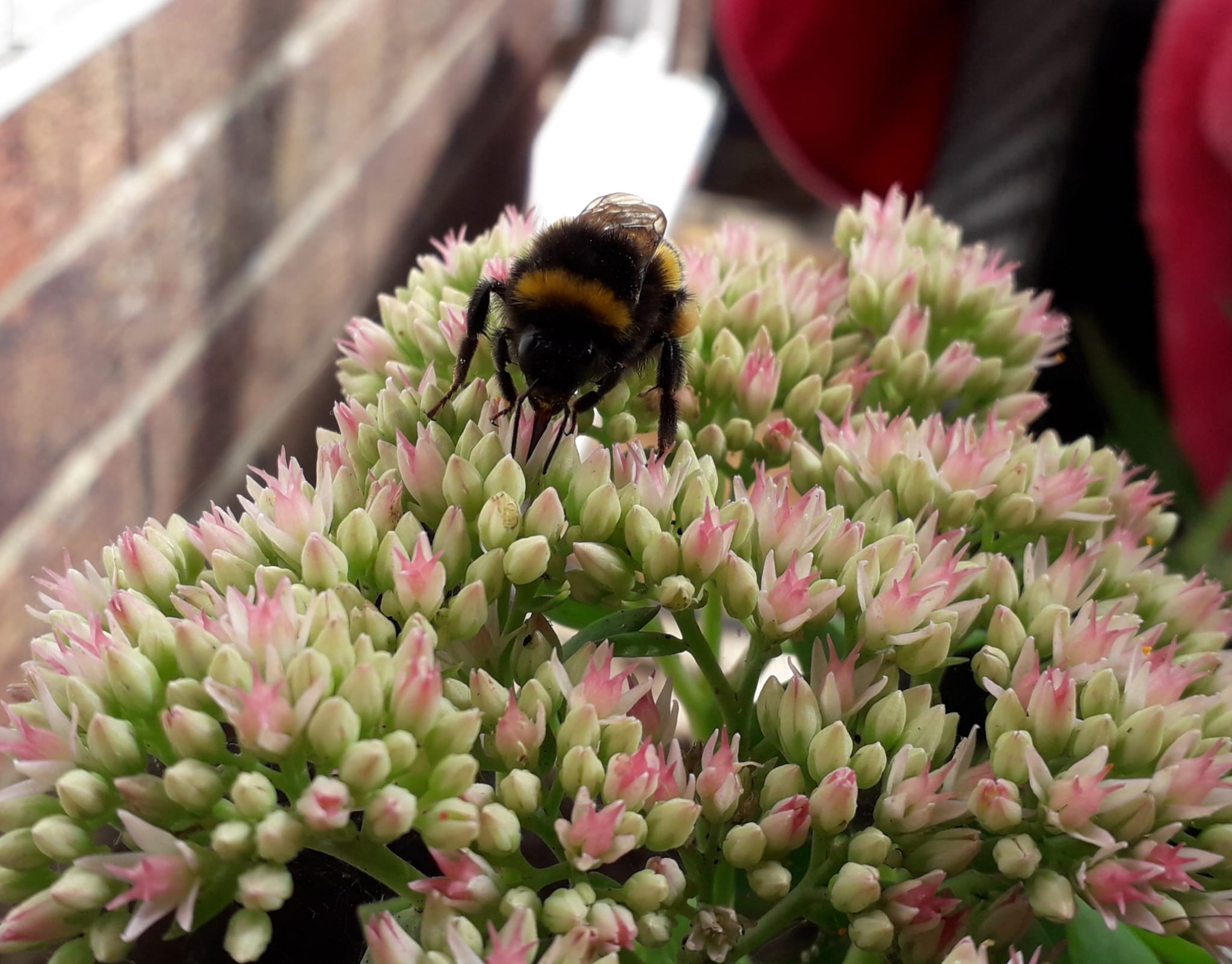 New research reveals how air pollution disrupts bee gut microbiomes
