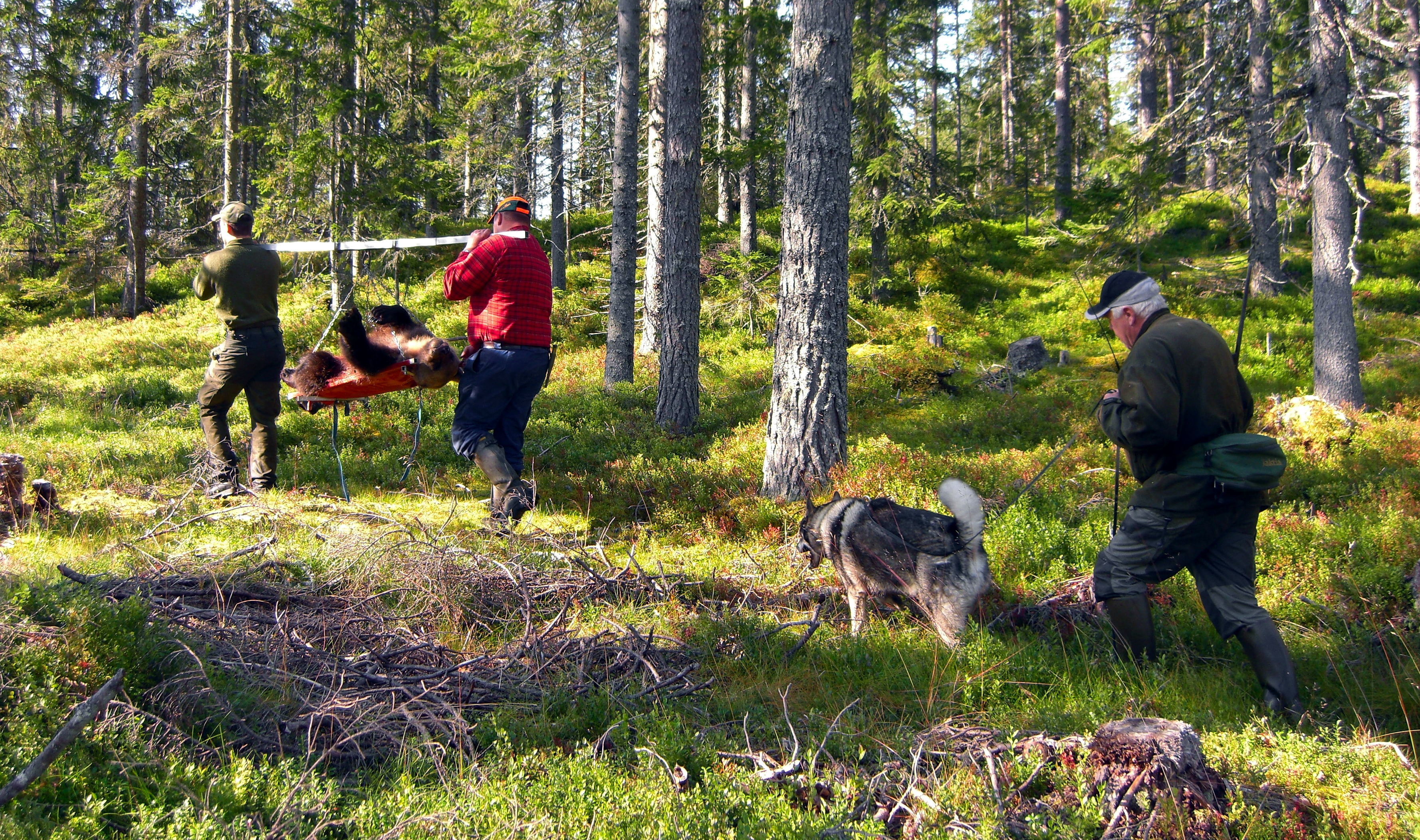 Bear hunting