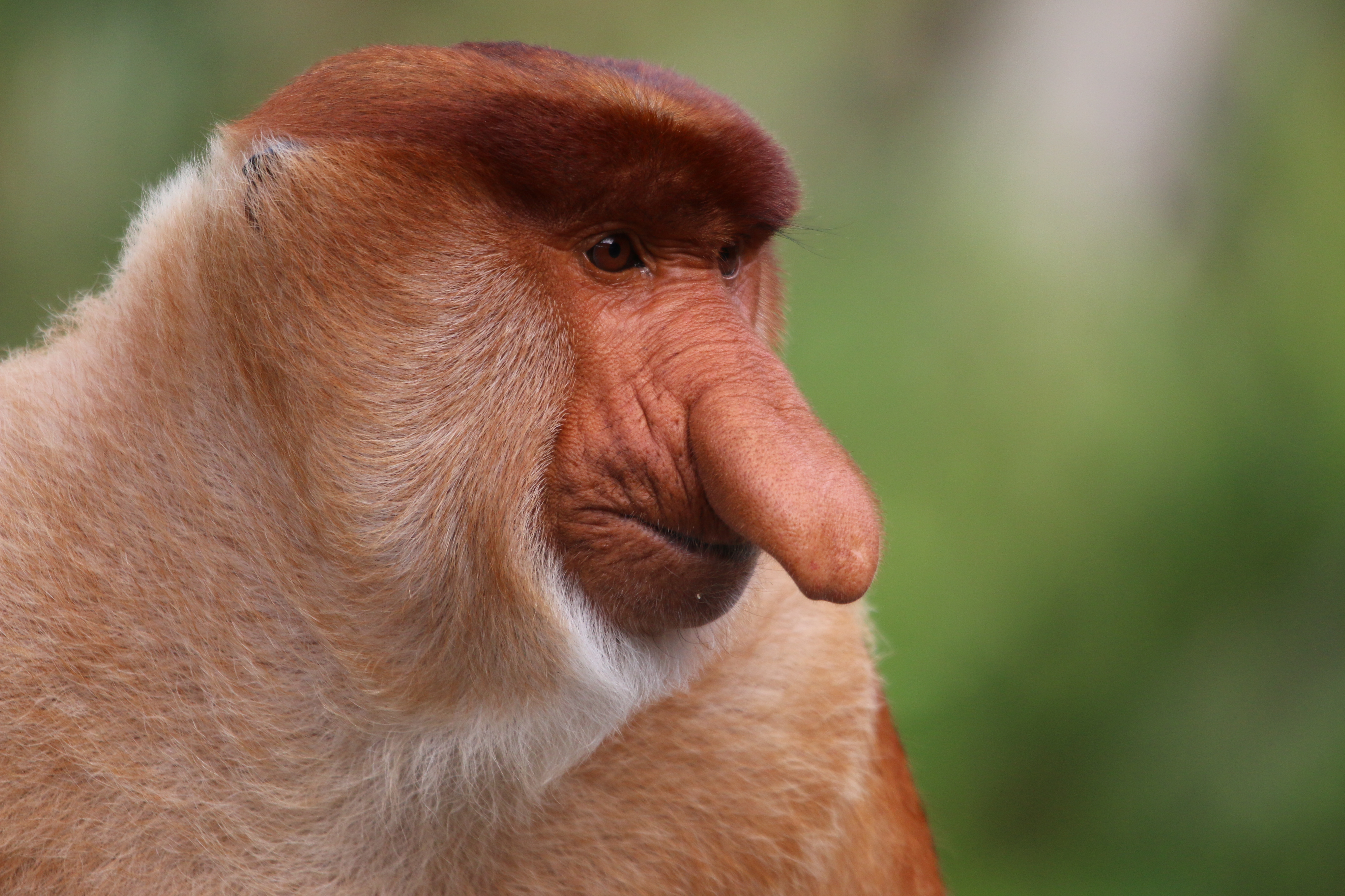 Big Nose of Borneo: Following The Trail of The Elusive Proboscis Monkey