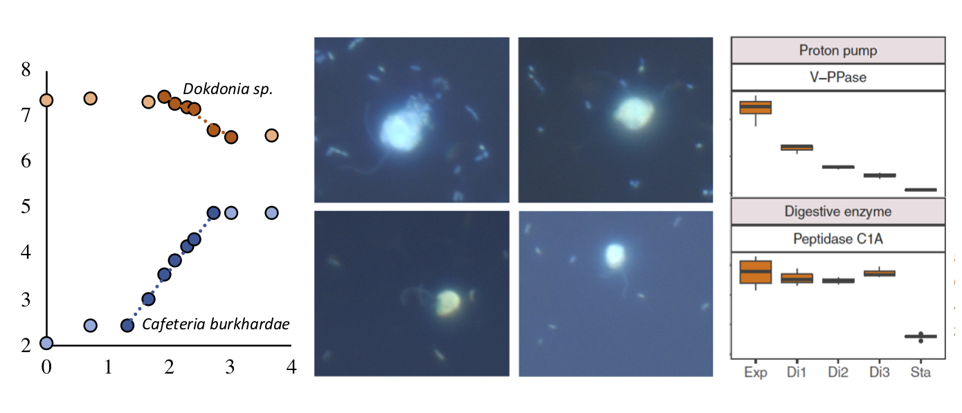 Gene expression of a marine grazer during bacterivory and starvation