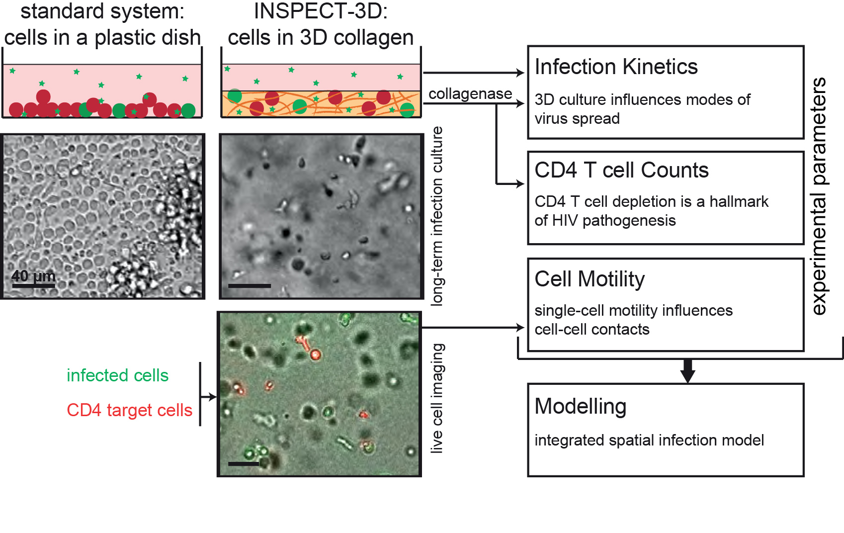 Studying HIV outside a plastic dish