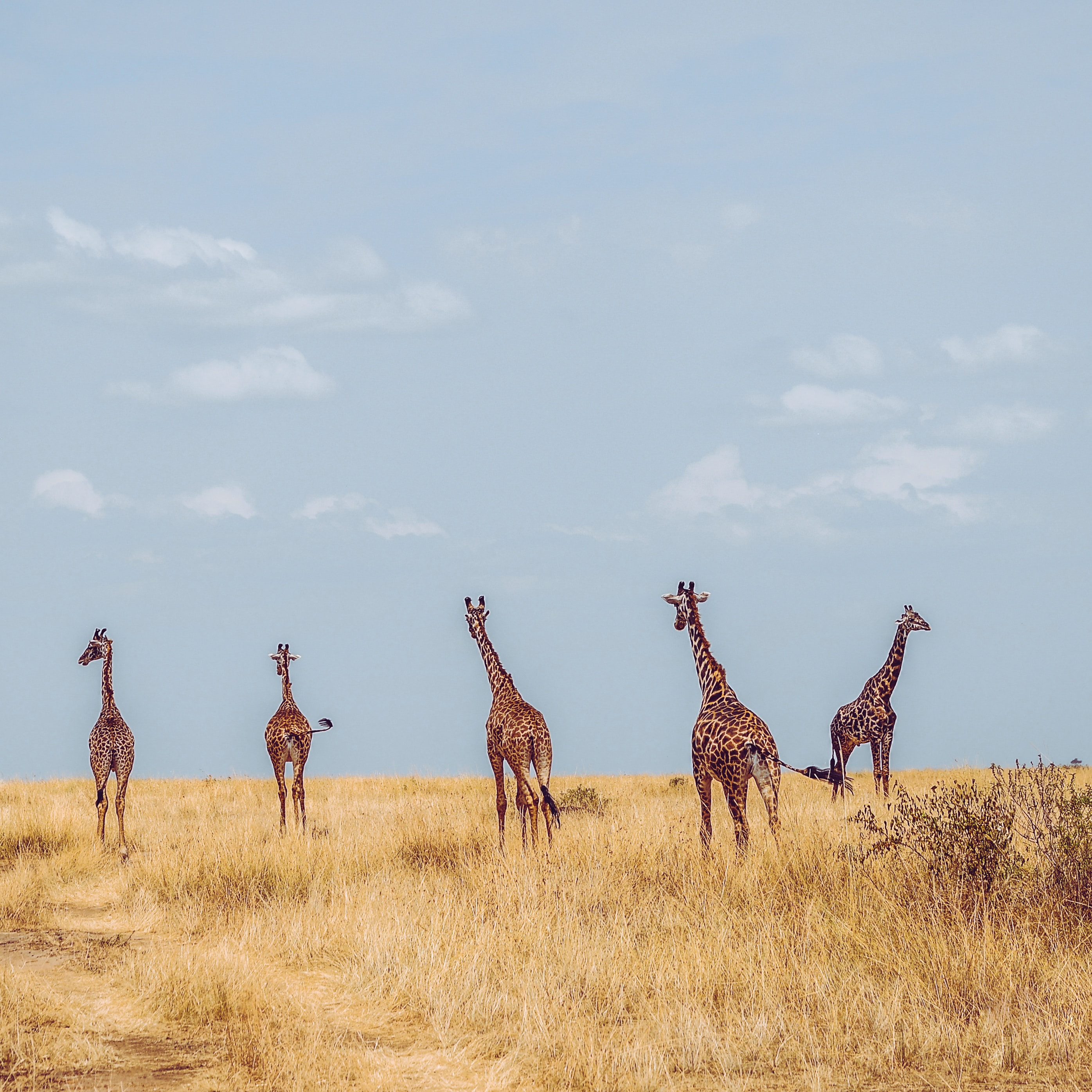Stakeholder Engagement for Wildlife Conservation