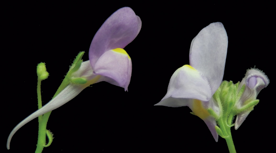 The developmental origin of plant species
