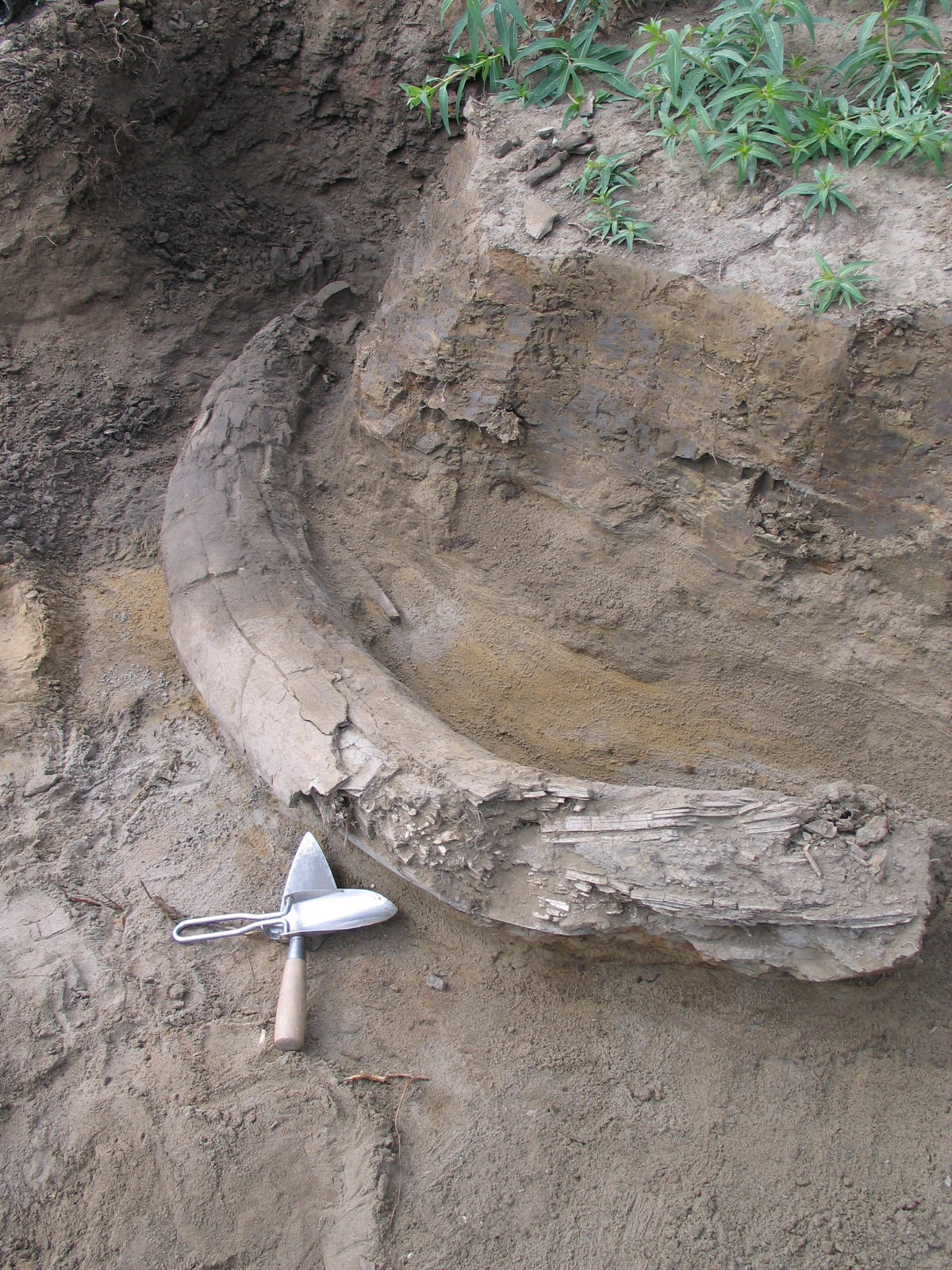 Go to the profile of Ross MacPhee