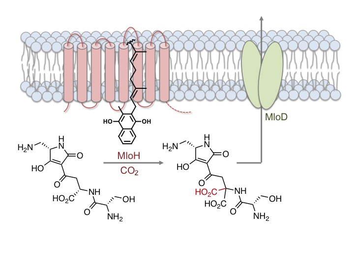 A vitamin K-dependent carboxylase orthologue is involved in antibiotic biosynthesis