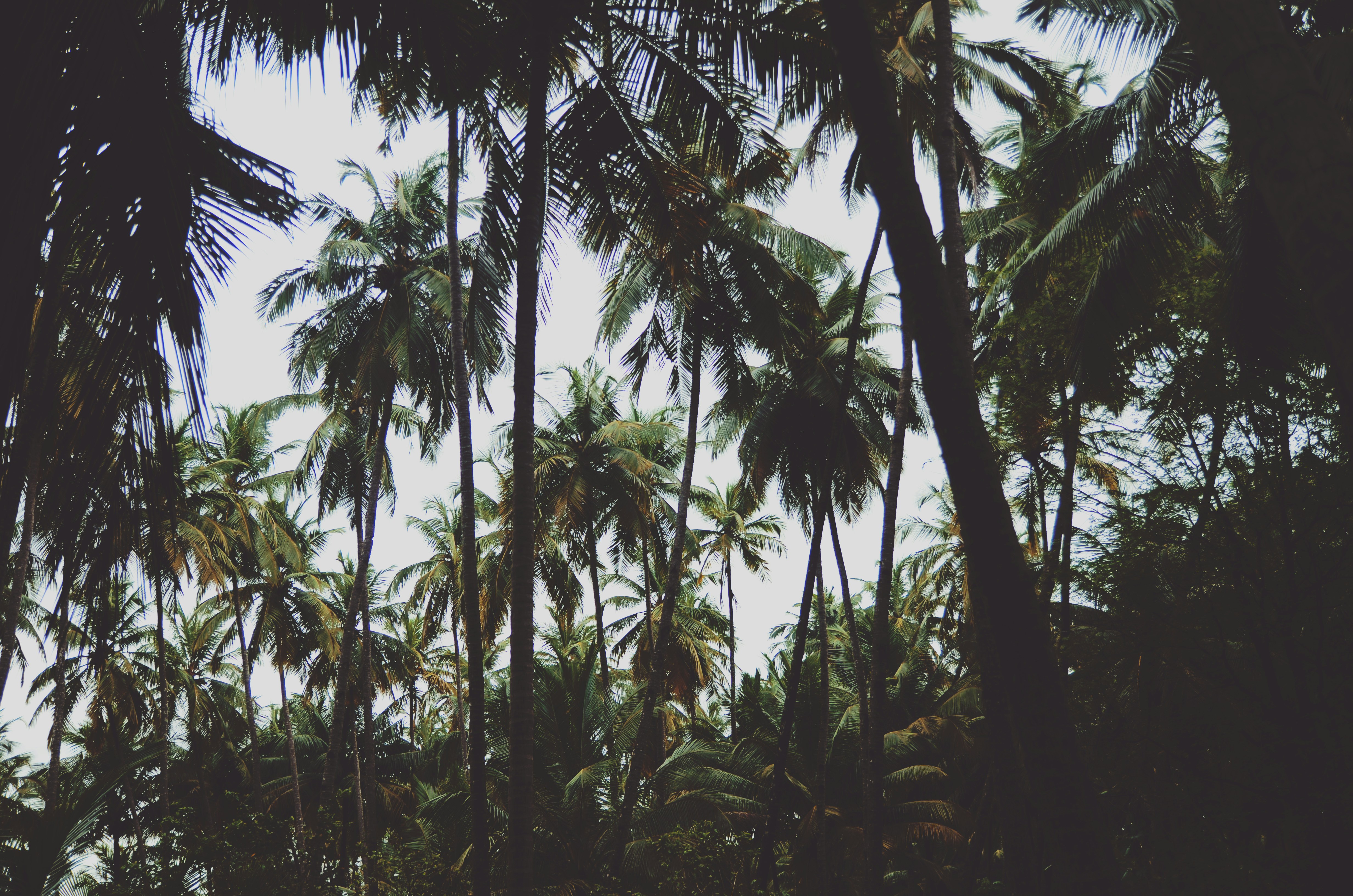 Seeking Grant Opportunities for Agroecology Education in Sangmelima, Cameroon