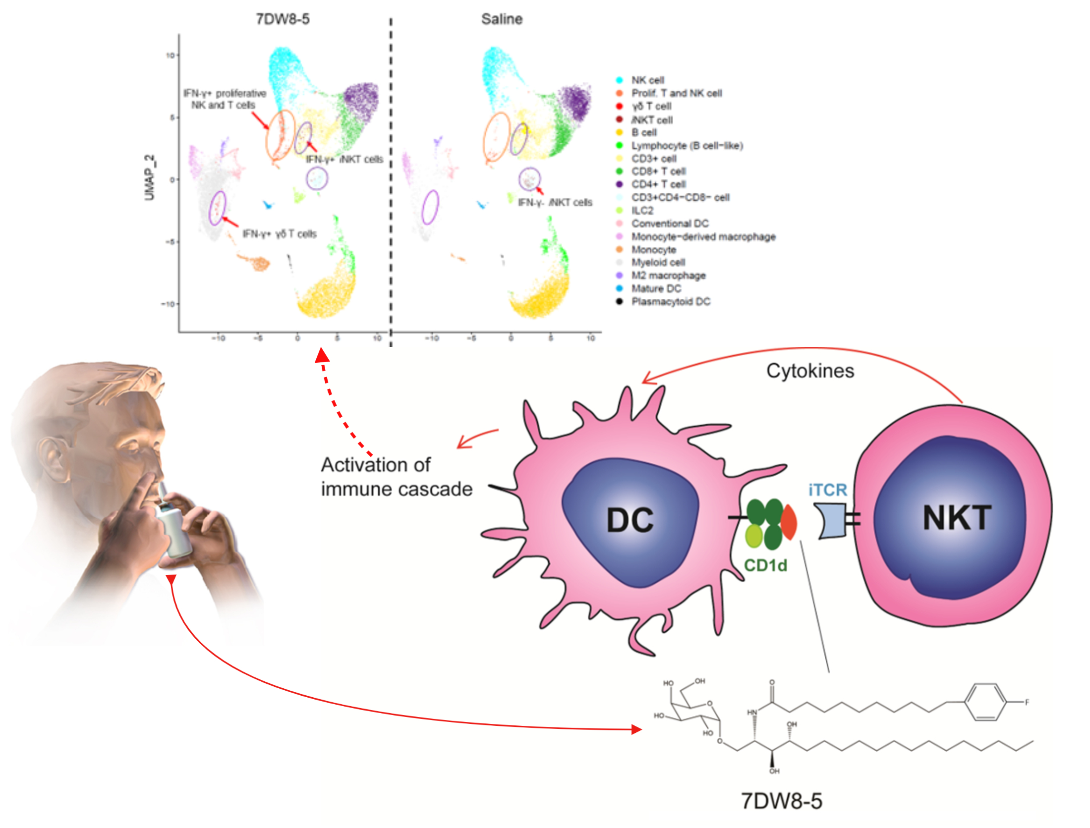 Harnessing the Power of the Innate Immune System: A Prevention Strategy against Respiratory Viral Infections