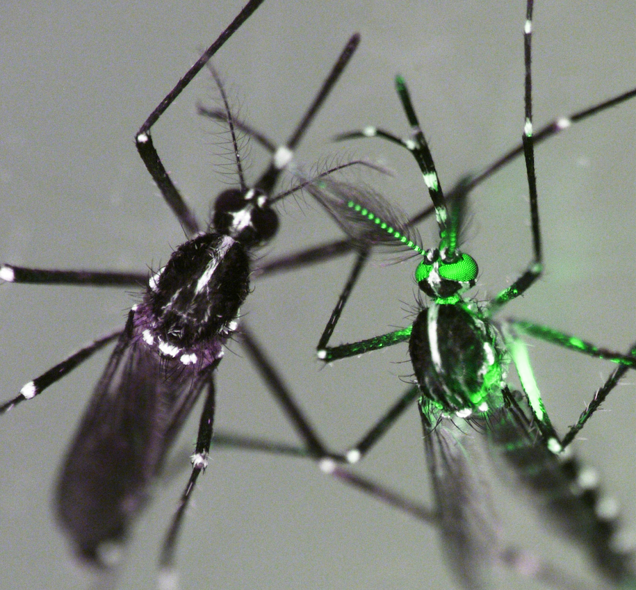 Fluorescent sexing strains to facilitate the Sterile Insect Technique in the dengue and tiger mosquitoes