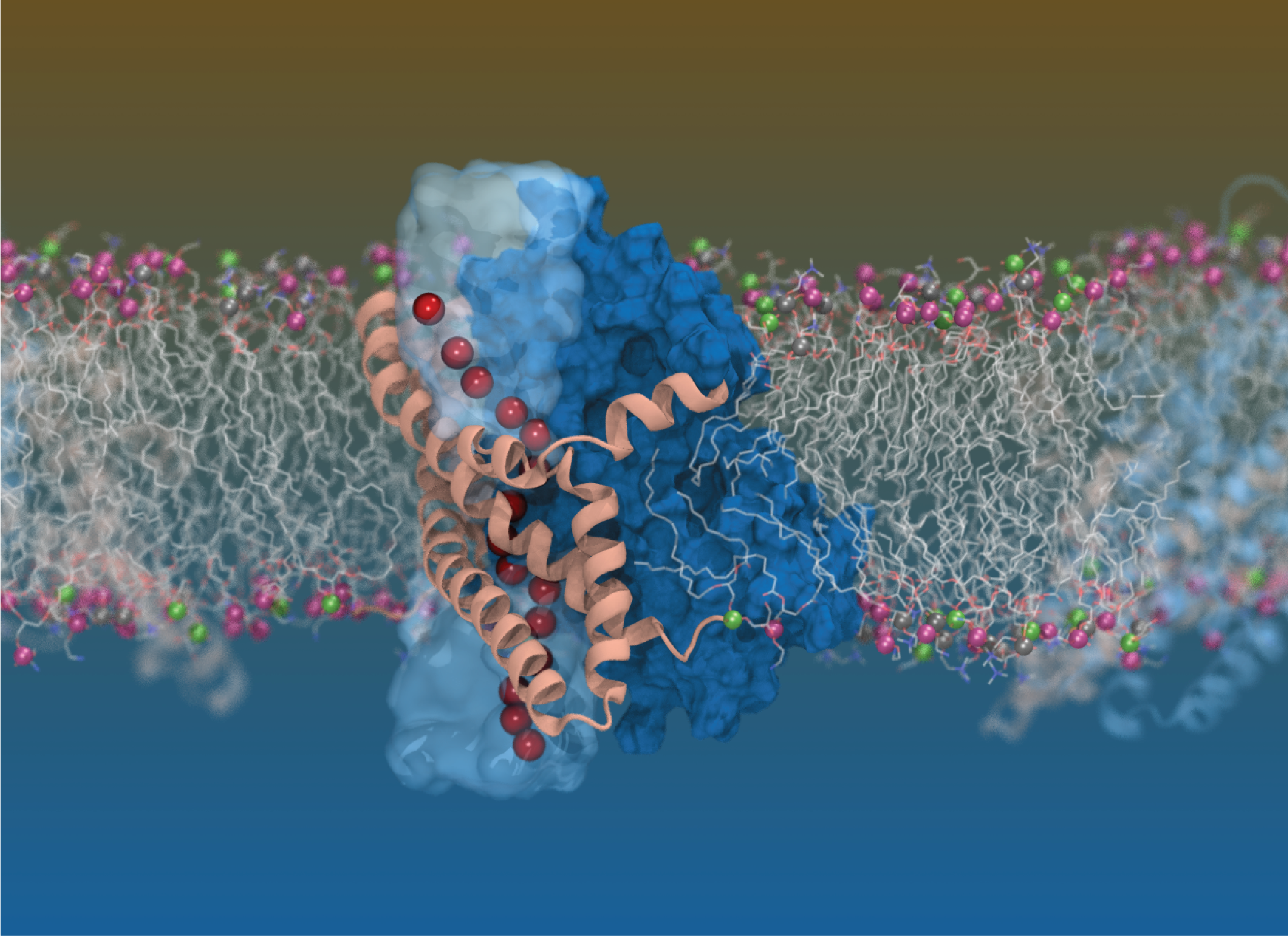 A 'twisted elevator' explains the dual transporter and channel functions of a neurotransmitter transporter