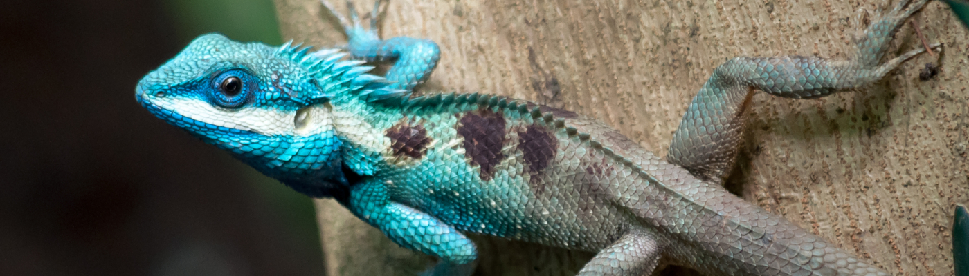 Understanding the dimensions of the global reptile trade, and what it means for species future survival