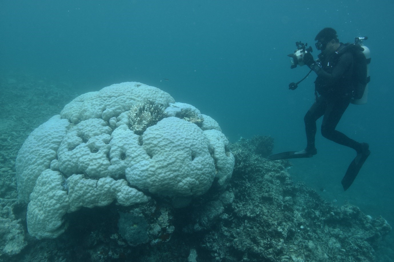 Global warming and repeated bouts of coral bleaching