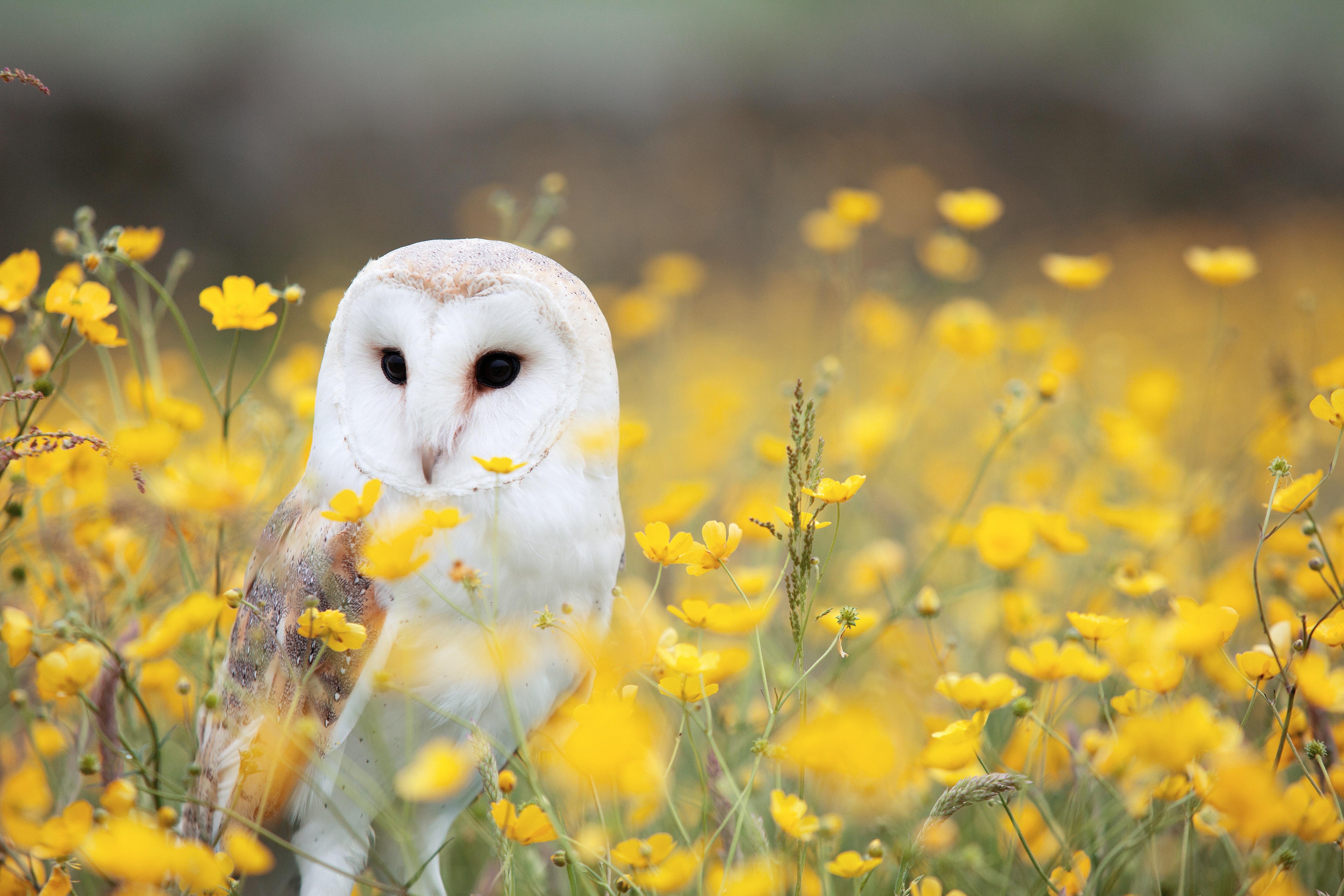 Wenaturalist, People of Nature Awards 