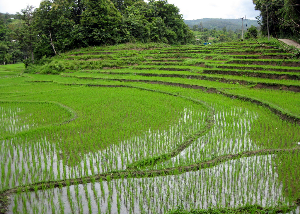 Selenium, Drought, and Rice: Connecting Crop Resilience with Human Nutrition