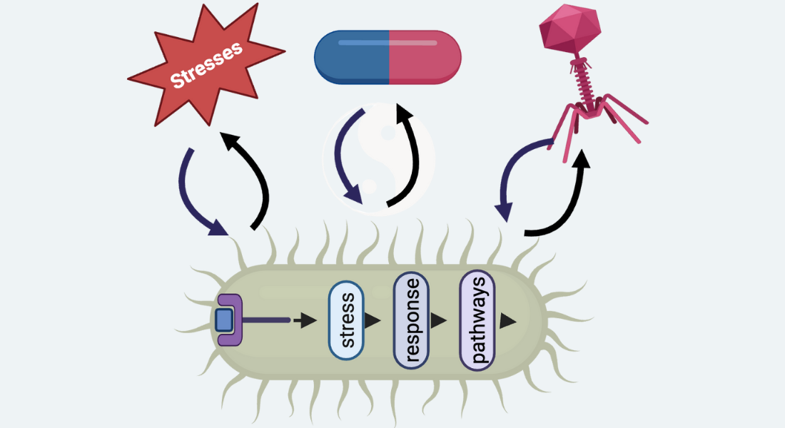When a phage structural protein does more than build the virus