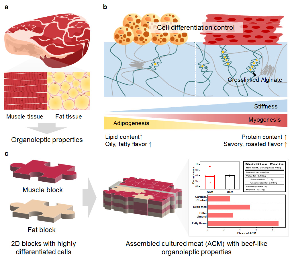 Cultured meat with enriched organoleptic properties by regulating cell differentiation