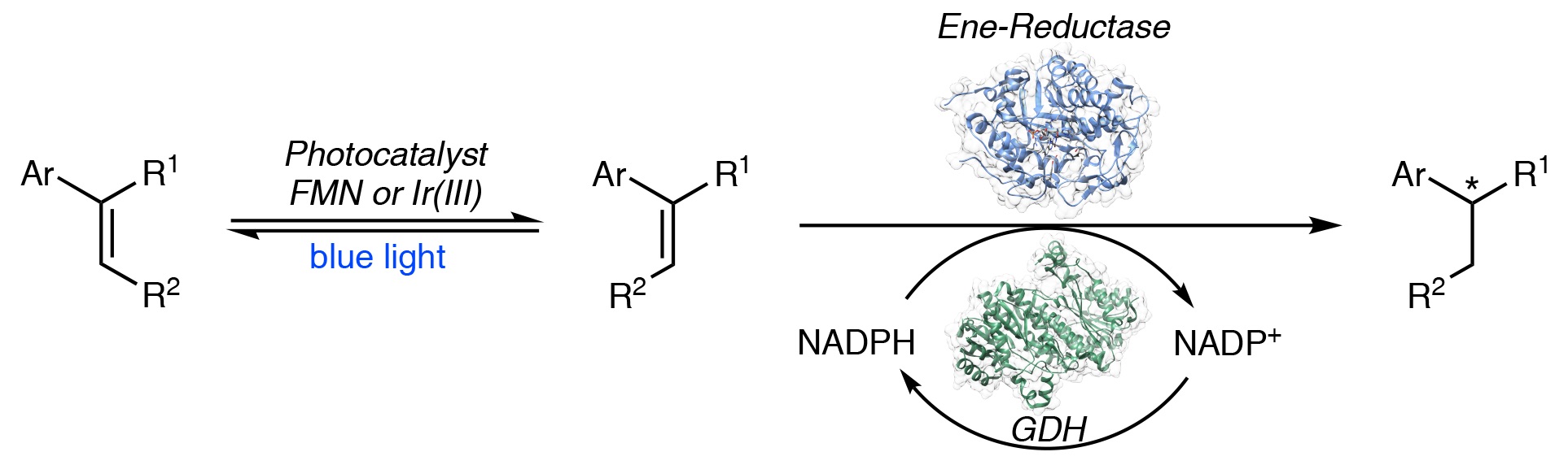Light up chemoenzymatic processes for chemical synthesis 