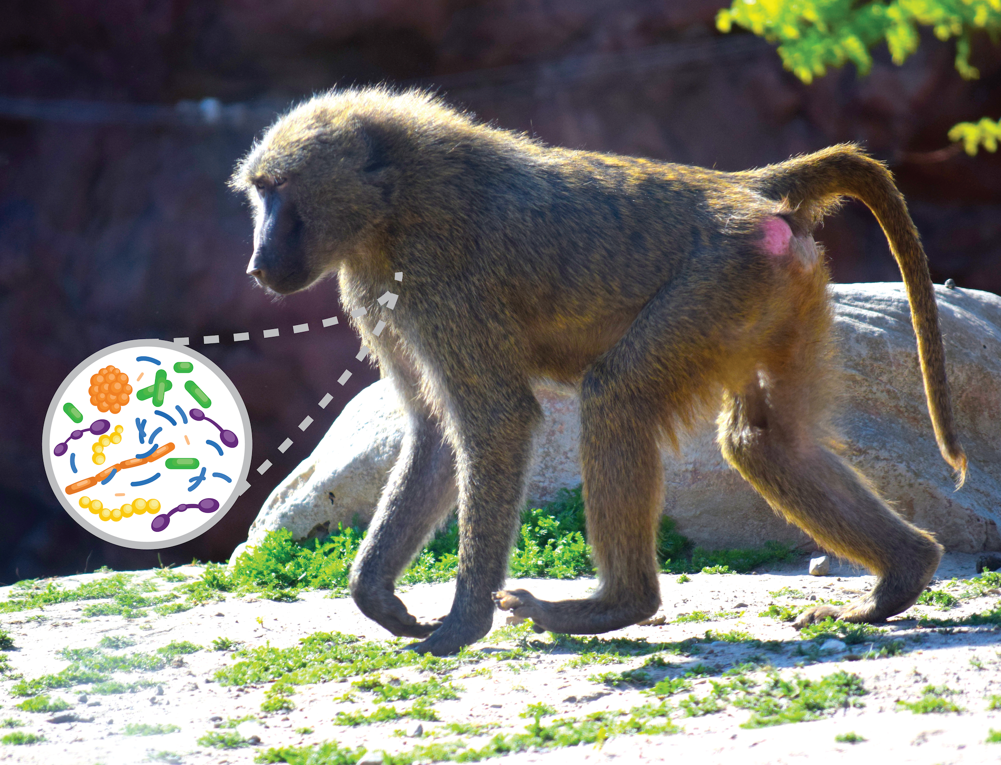 Delving further than "skin deep" into the vertebrate skin microbiome 