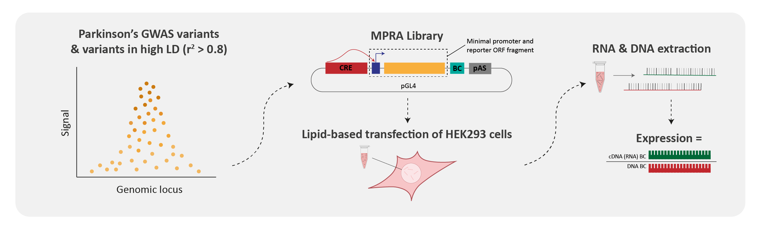 Identification of 27 allele-specific regulatory variants in Parkinson’s disease using a Massively Parallel Reporter Assay 