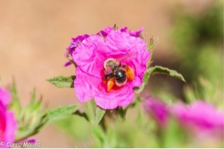 Honeybees may just be the wrong species to protect 