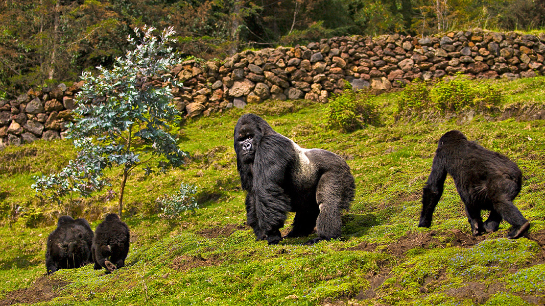 Interview 2 of a Primates Series: Looking at all of the aspects of the One Health approach using Disease Surveillance Monitoring in Gorillas 