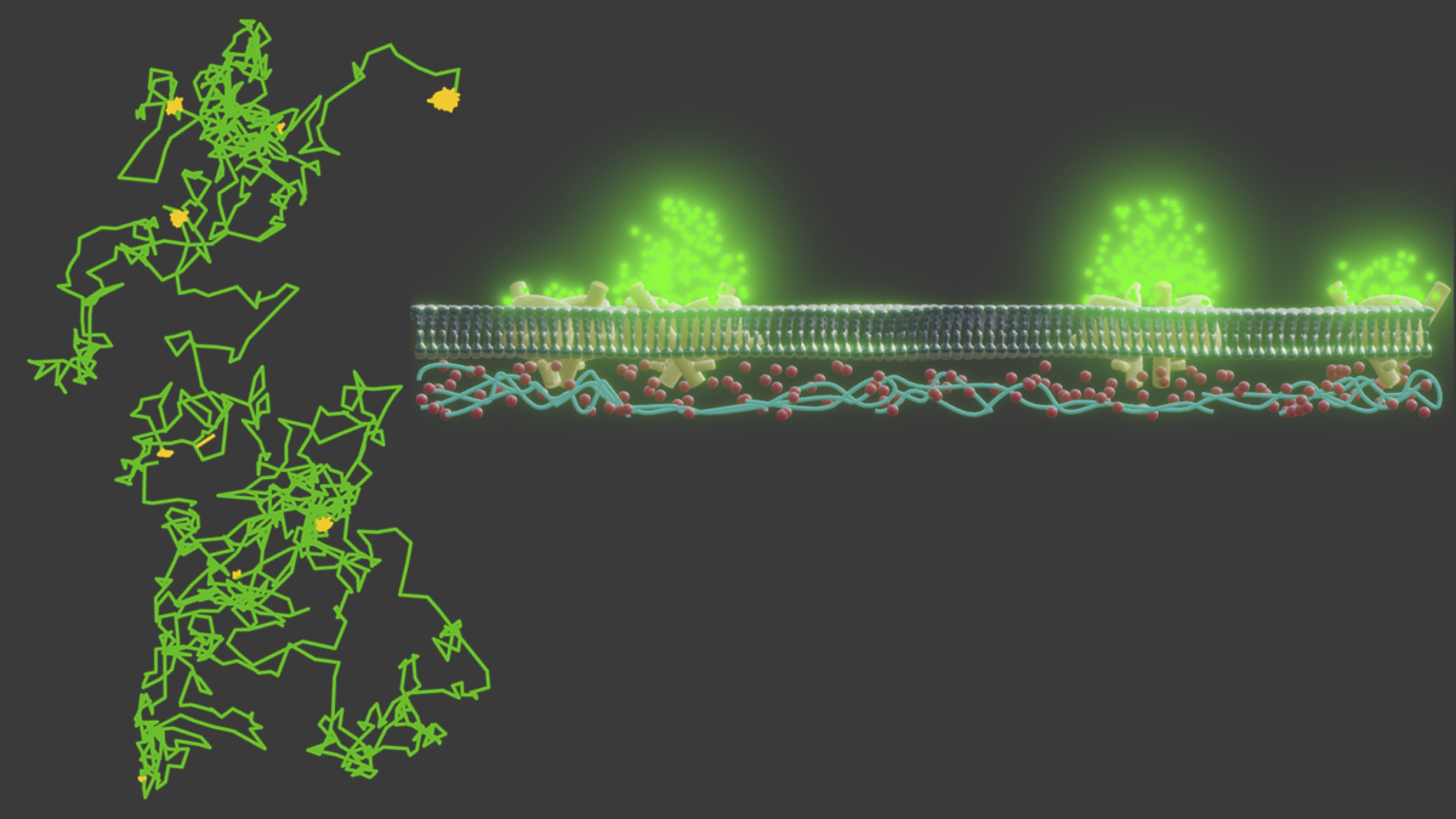 Optical single-channel recordings reveal correlation between lateral protein diffusion and channel activity of TOM