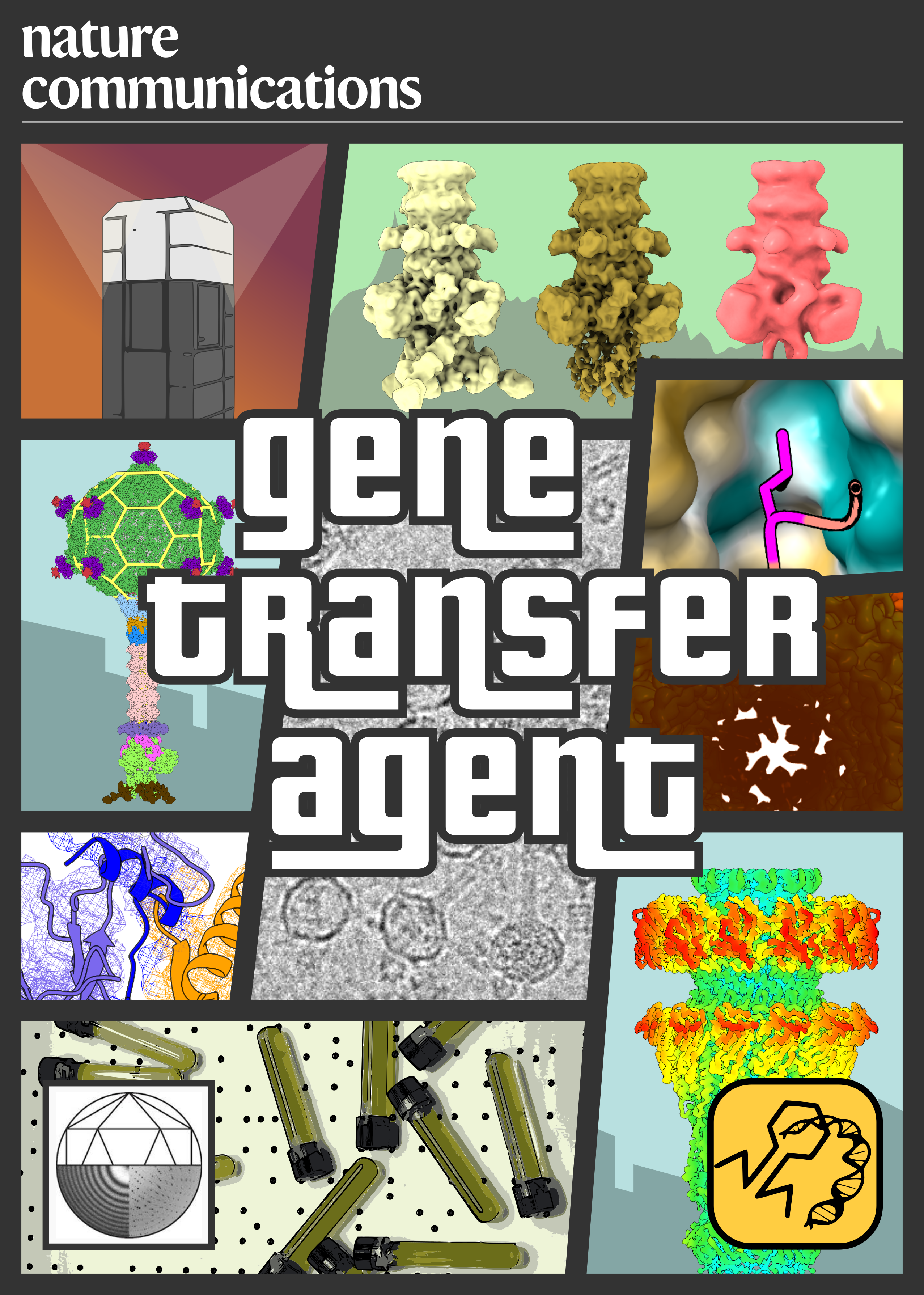 Gene transfer agent - Grand theft of bacteria from phages