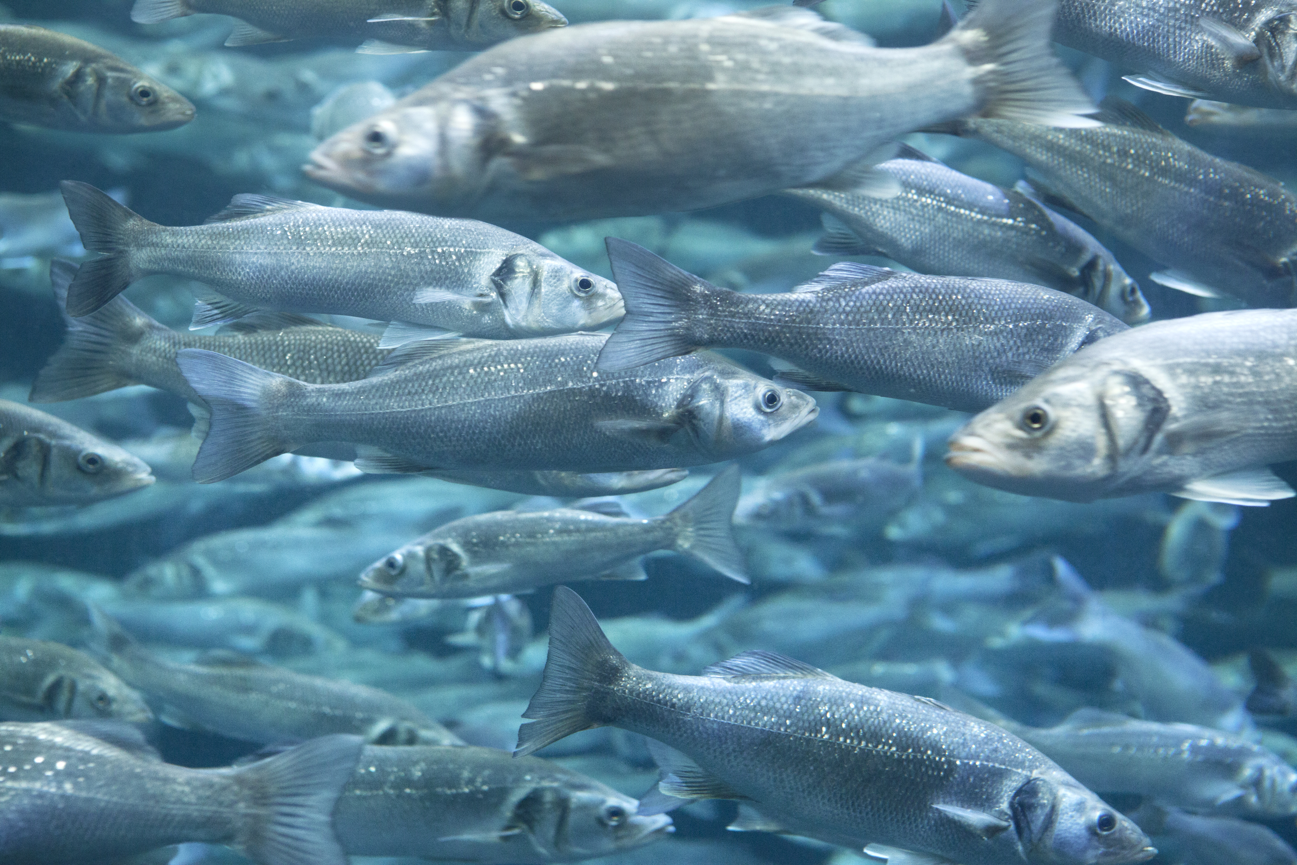 Collection on Aquaculture Interstices: Where Biofloc Dynamics, Microbes, Nutrition and Health Converge