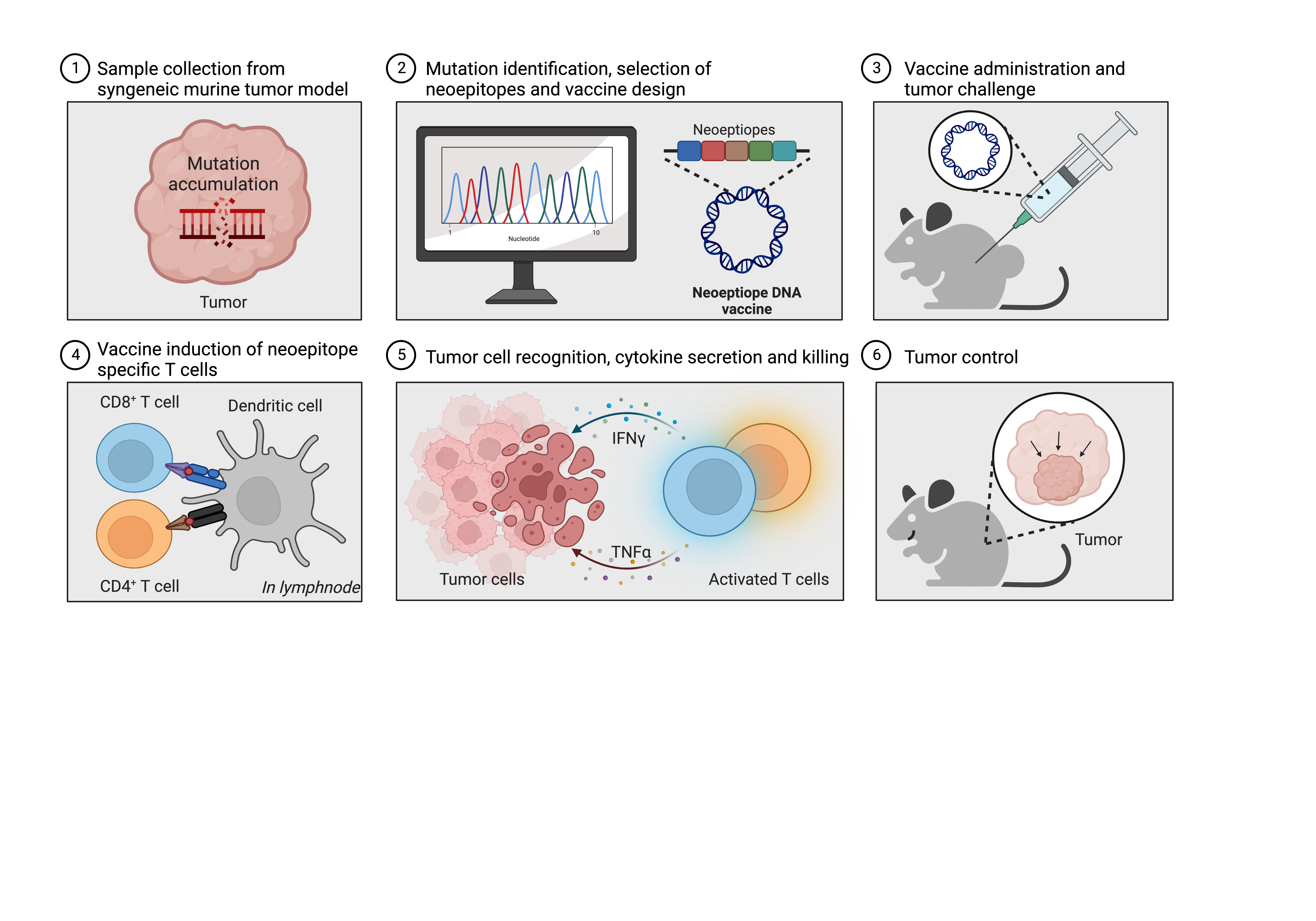 Unleashing the power of DNA: fighting cancer with tailored vaccines
