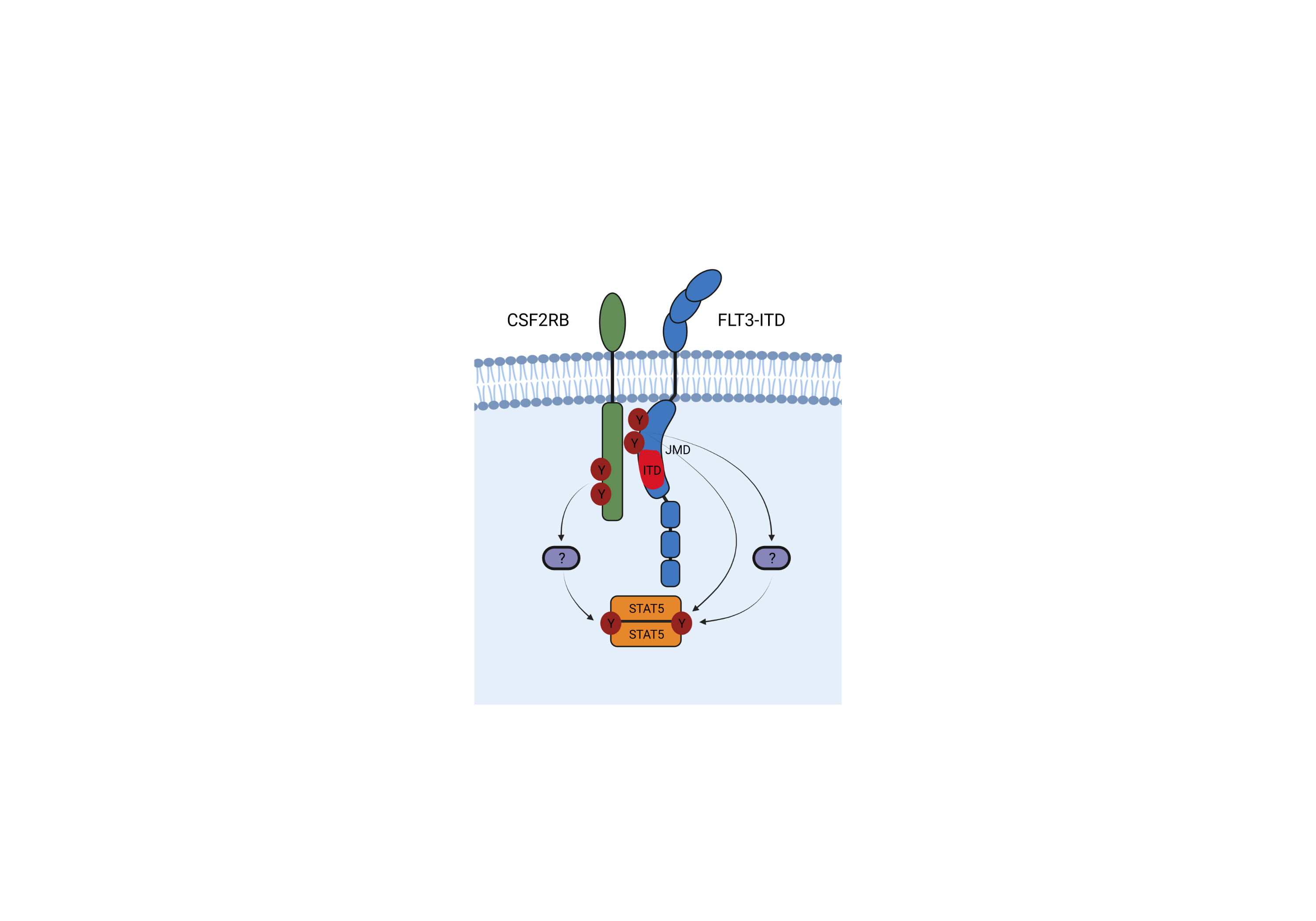 The IL-3, IL-5 and GM-CSF Common Receptor Beta Chain Mediates Oncogenic Activity of FLT3-ITD Positive AML