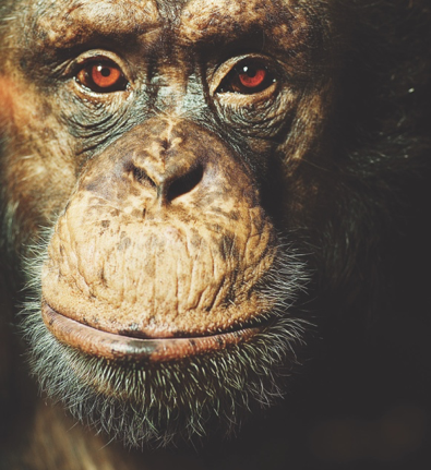 Changing the estimate of the speciation time of human and chimpanzee
