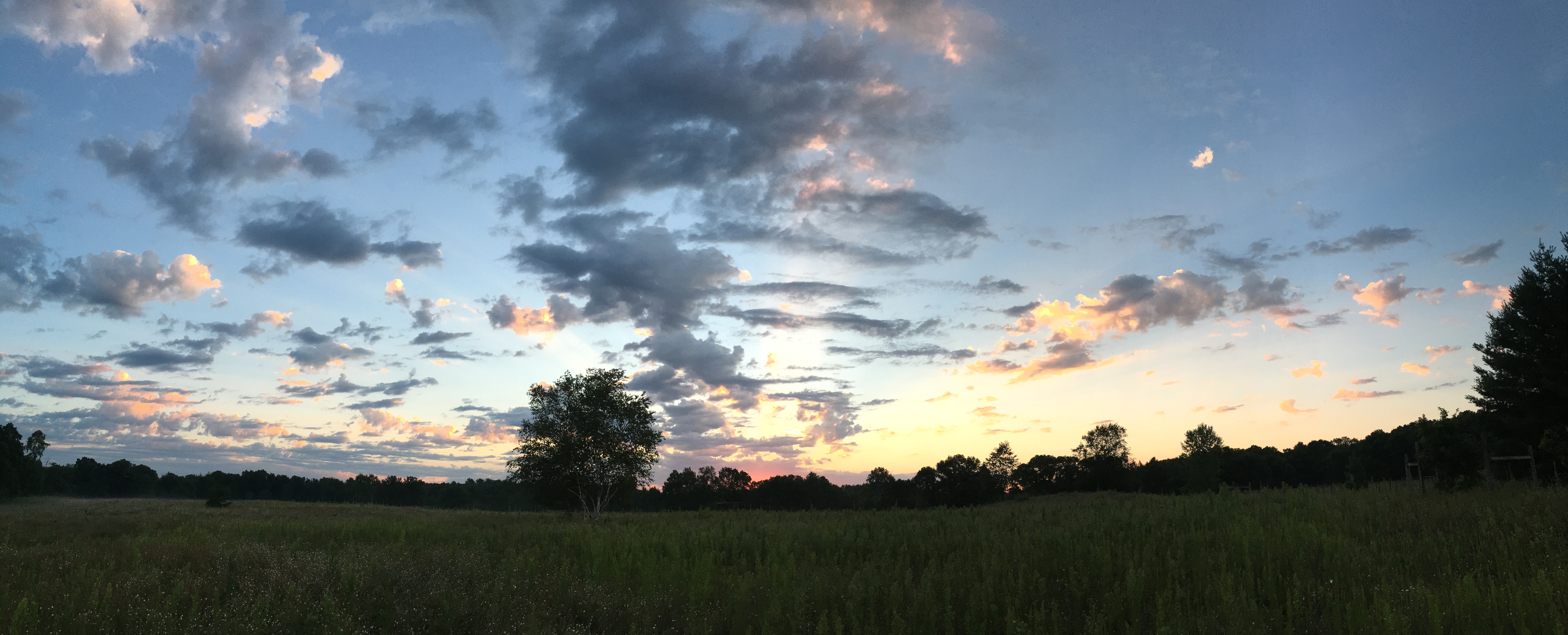 Challenging Assumptions: Statistical Power and Replicability in Ecology