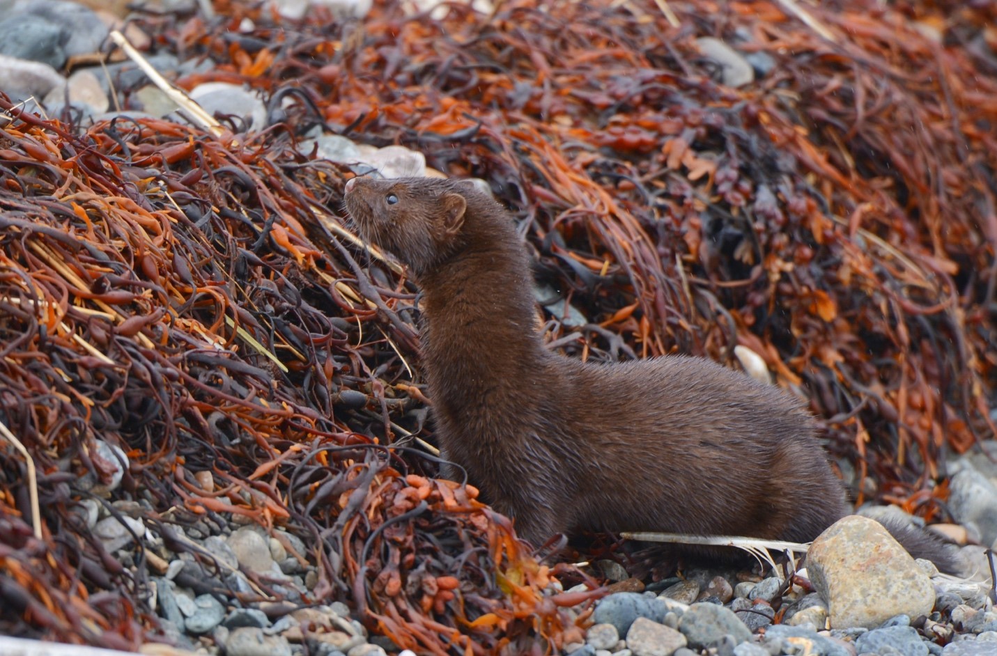Sea Mink Stories: Part 4