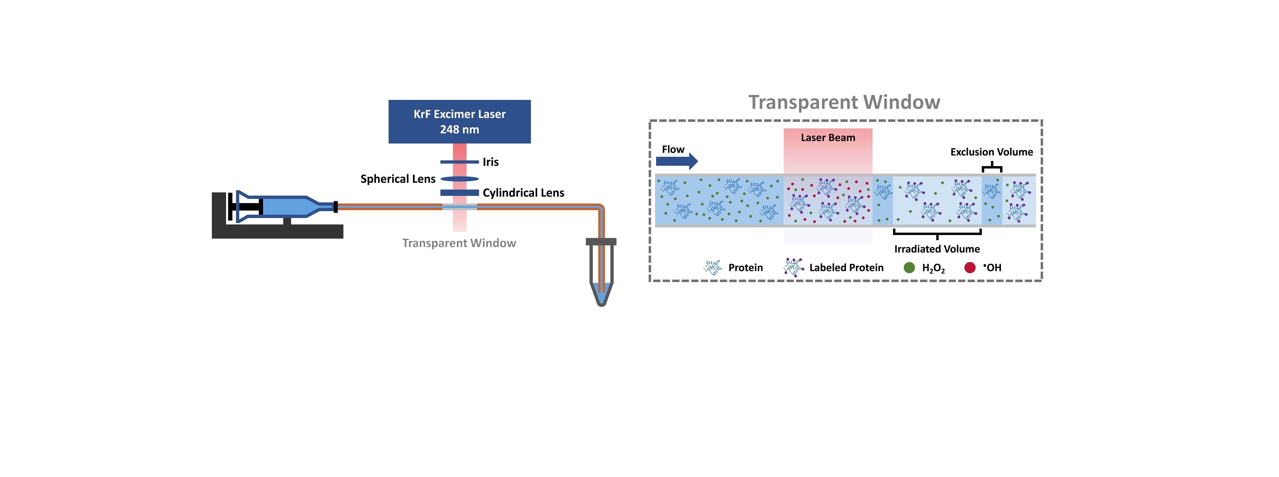 Fast Photochemical Oxidation of Proteins (FPOP) Mass Spectrometry for Protein Higher Order Structure Analysis