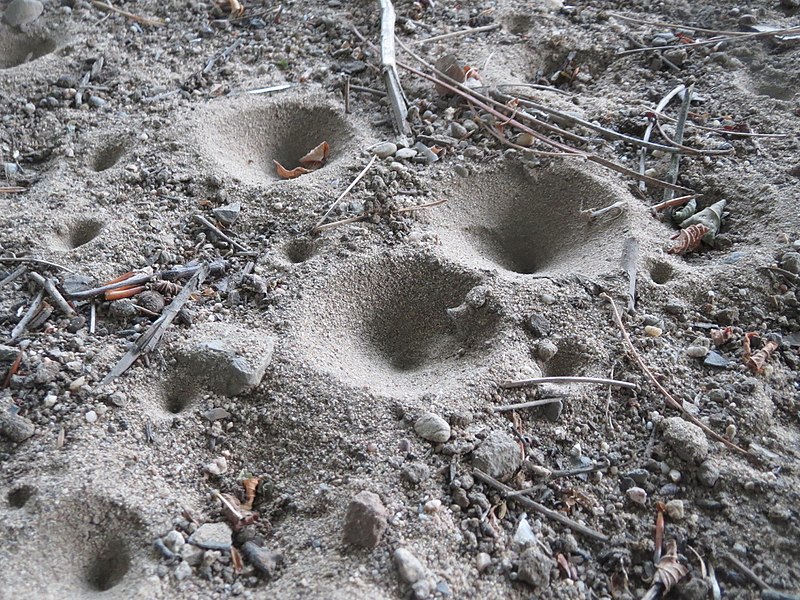 Hidden in the sand: Comparative venomics provide insights into the complex venom system of antlions