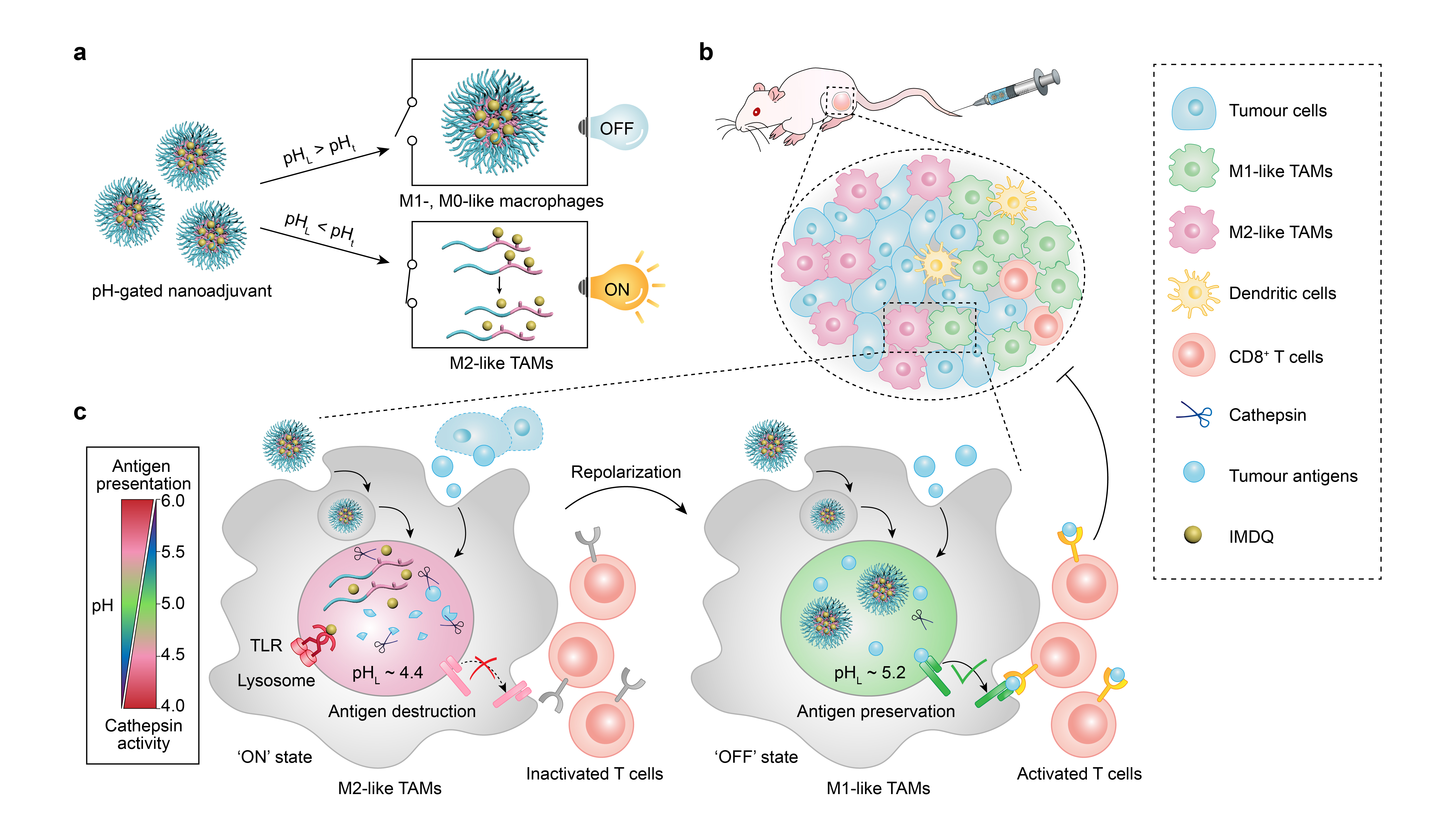 Precise regulation of the hyperacidic lysosomes in M2-like macrophages to achieve macrophage-based tumour immunotherapy
