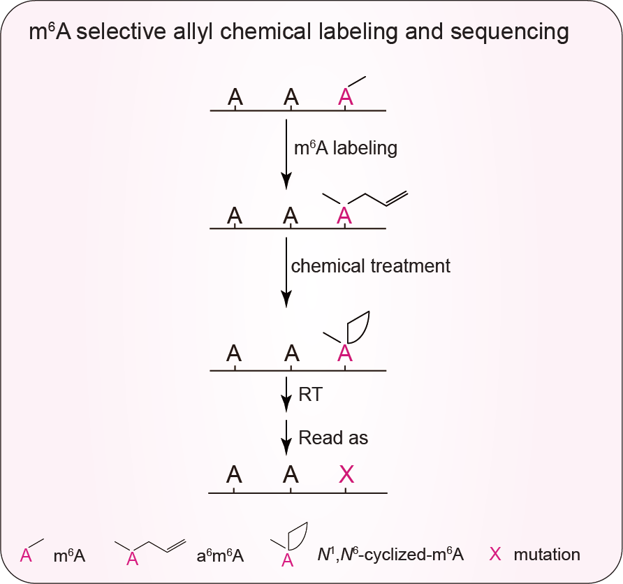m6A RNA modifications are measured at single-base resolution across the mammalian transcriptome.