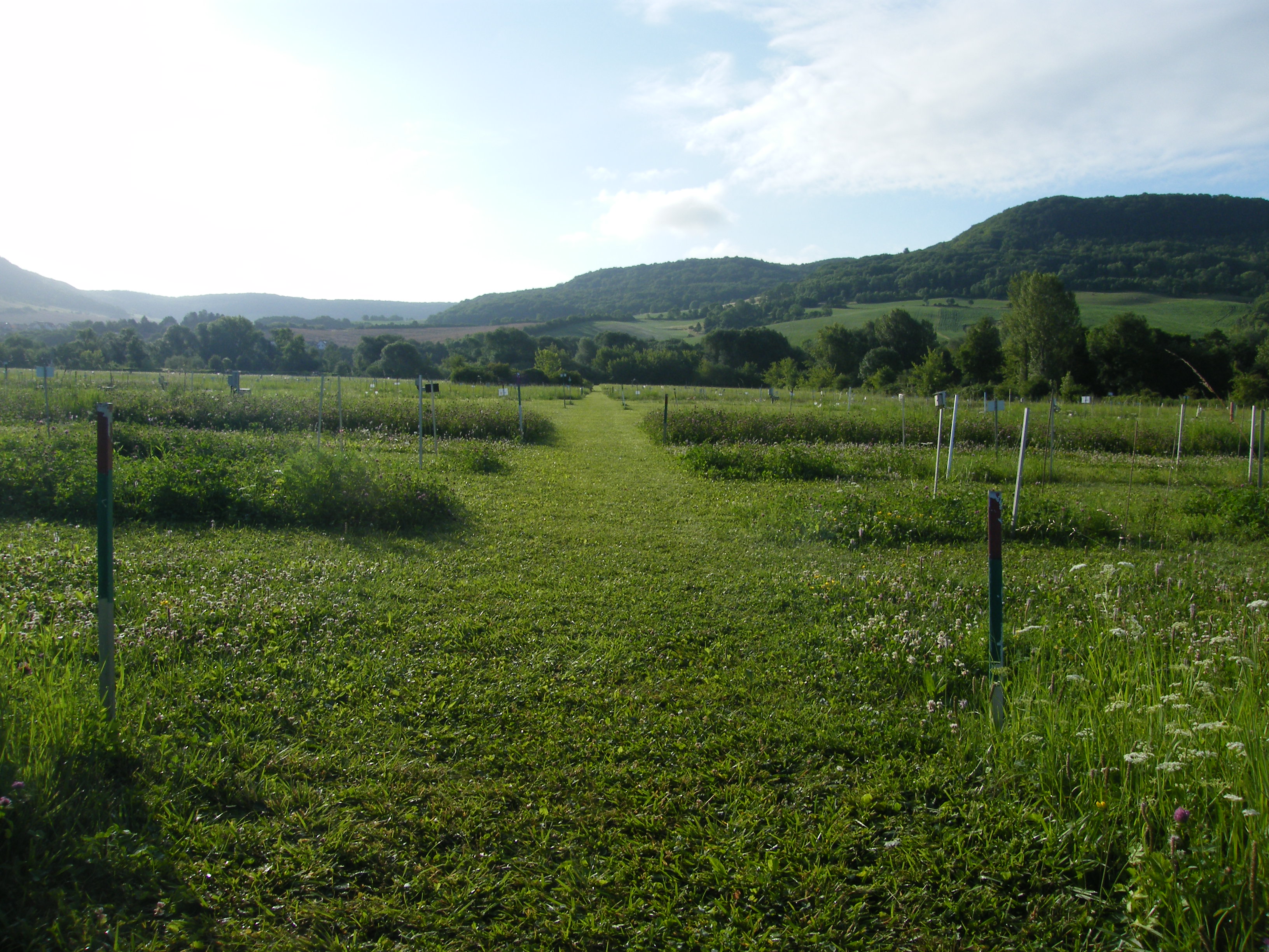 Bridging the gap: Linking biodiversity-ecosystem functioning experiments to real-world ecosystems