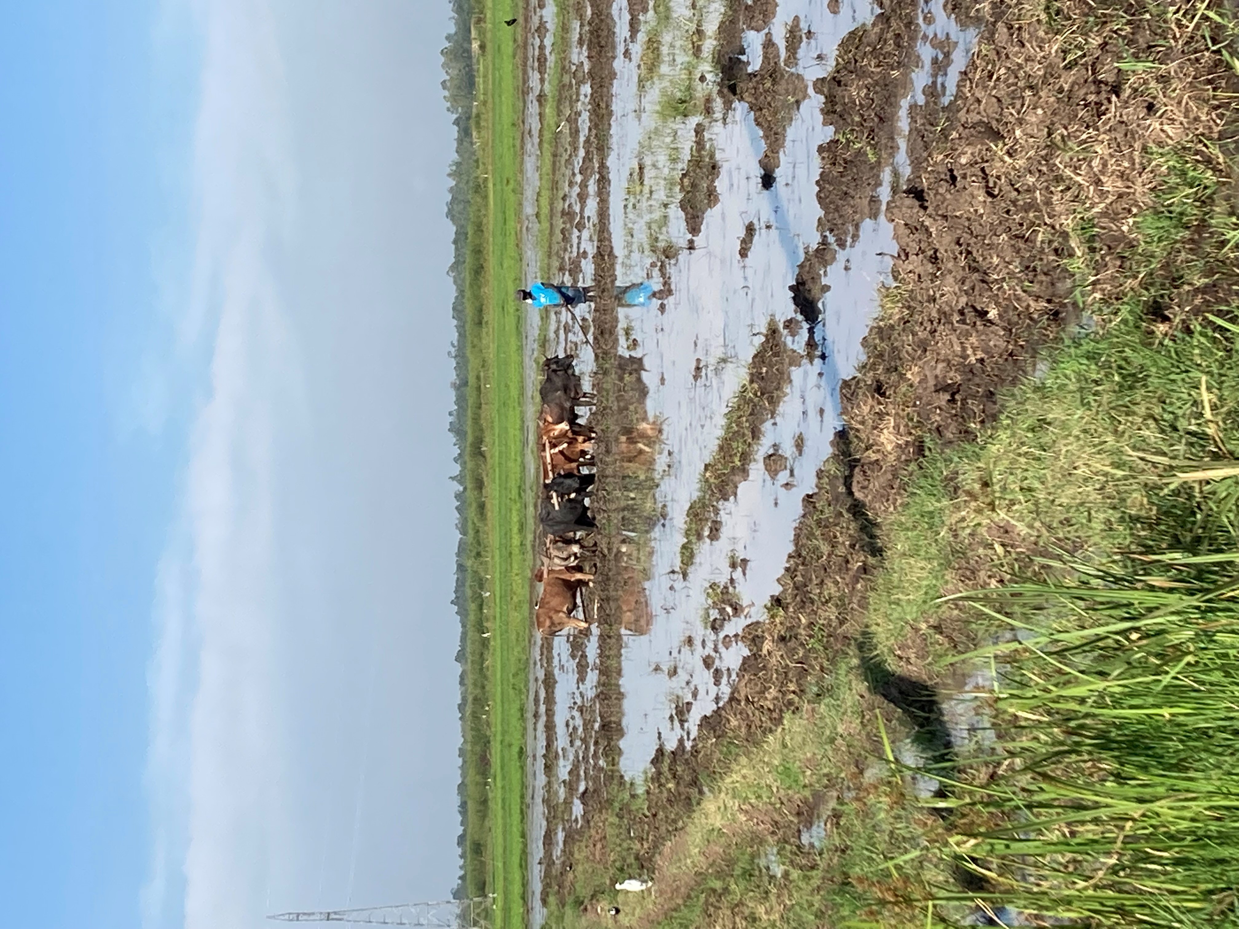 Africa must intensify rice production to reduce imports and massive land conversion