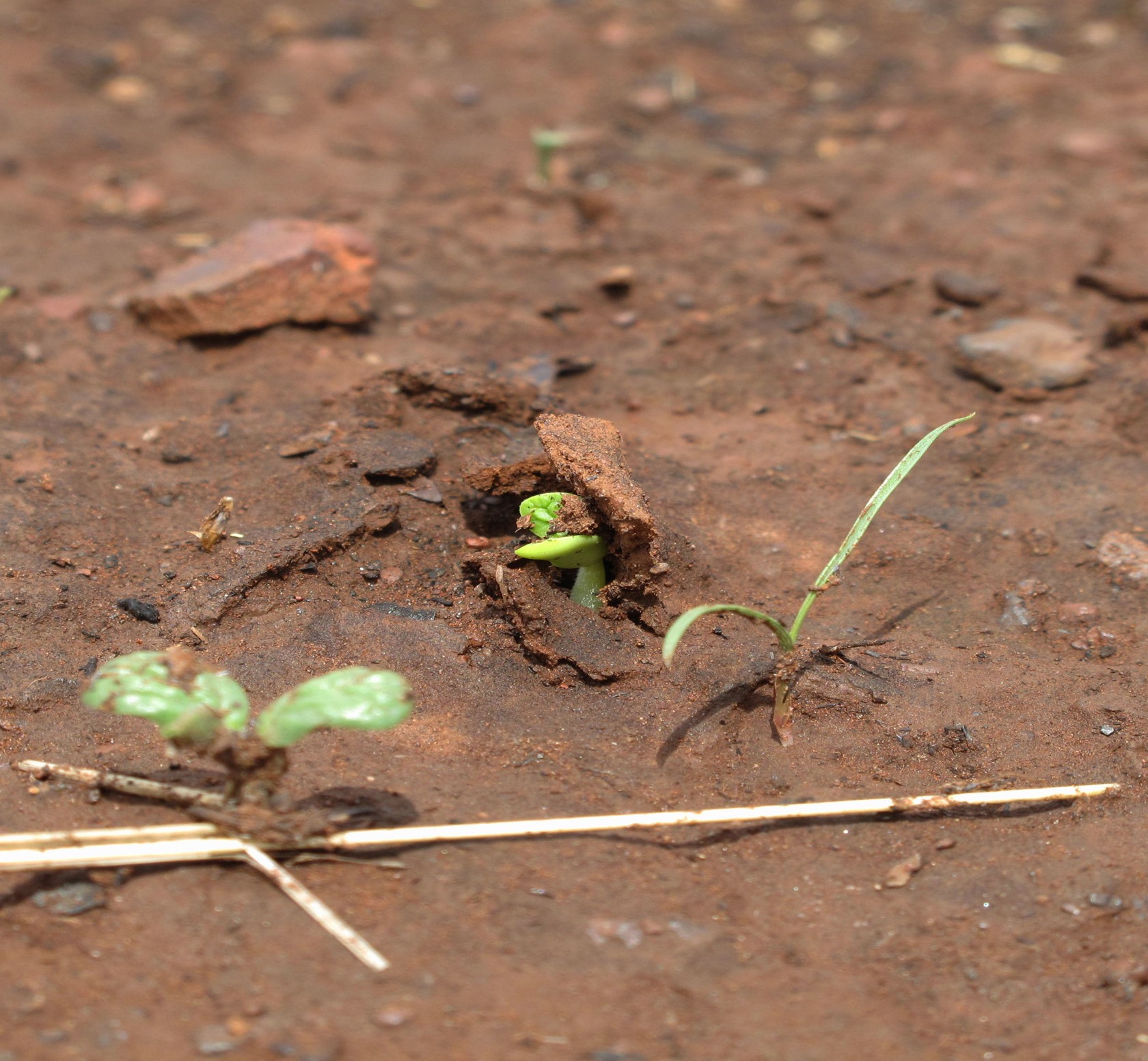 Drivers of seedling establishment success in dryland restoration efforts