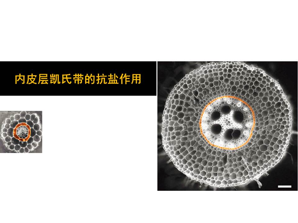 The endodermal barriers protect plant from Na+ toxicity